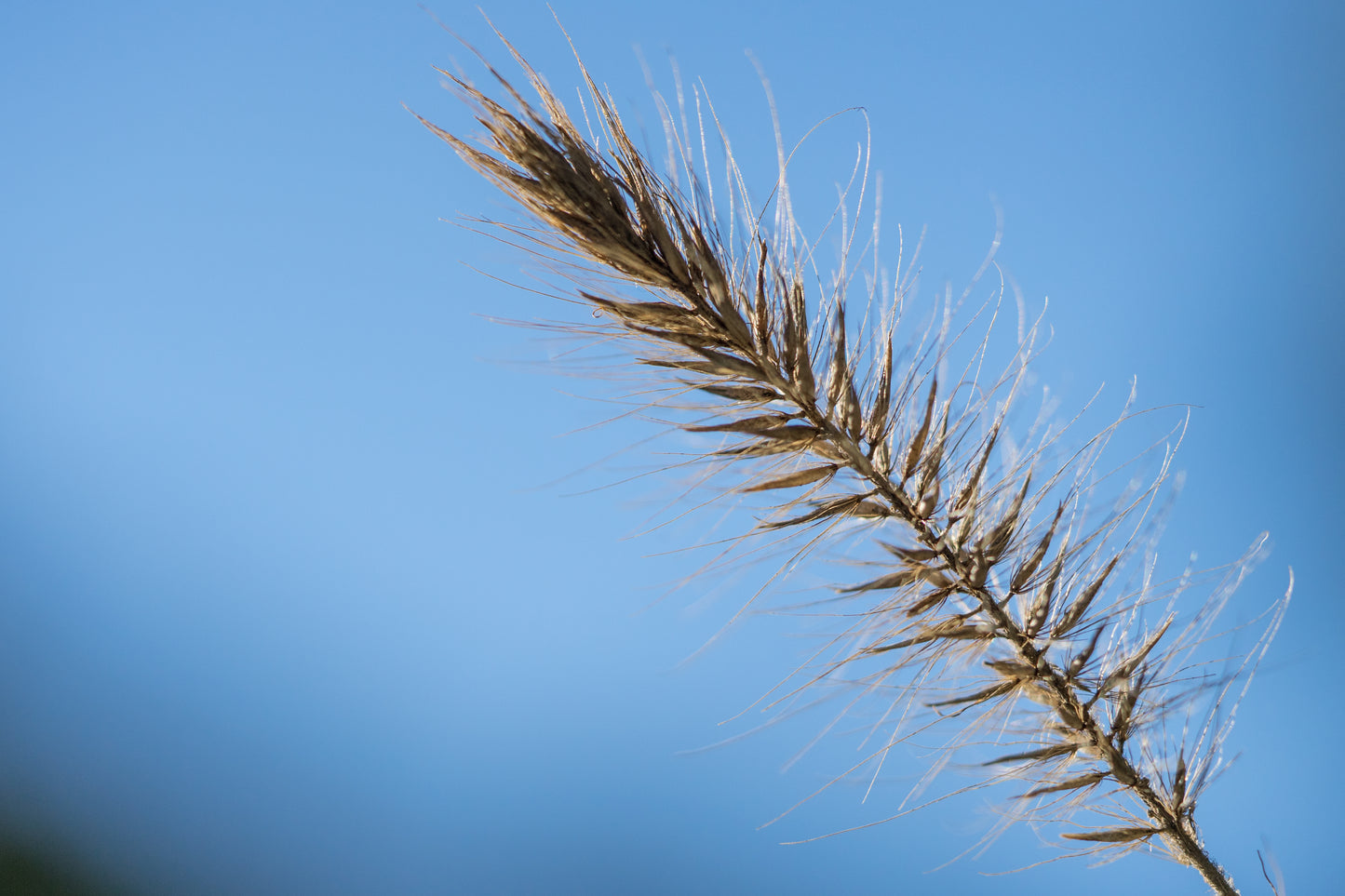 25 BOTTLEBRUSH GRASS Ornamental Shade Elymus Hystrix Patula Seeds