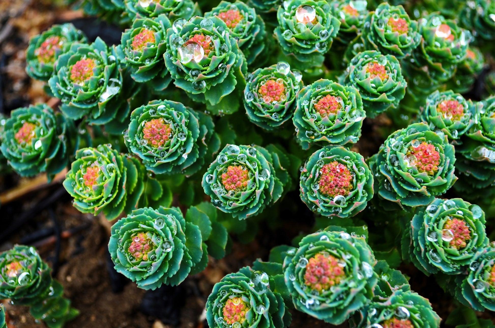 rosea succulent 25 ROSEROOT STONECROP Golden Rose Root Sedum Rhodiola Rosea Yellow Succulent Flower Seeds