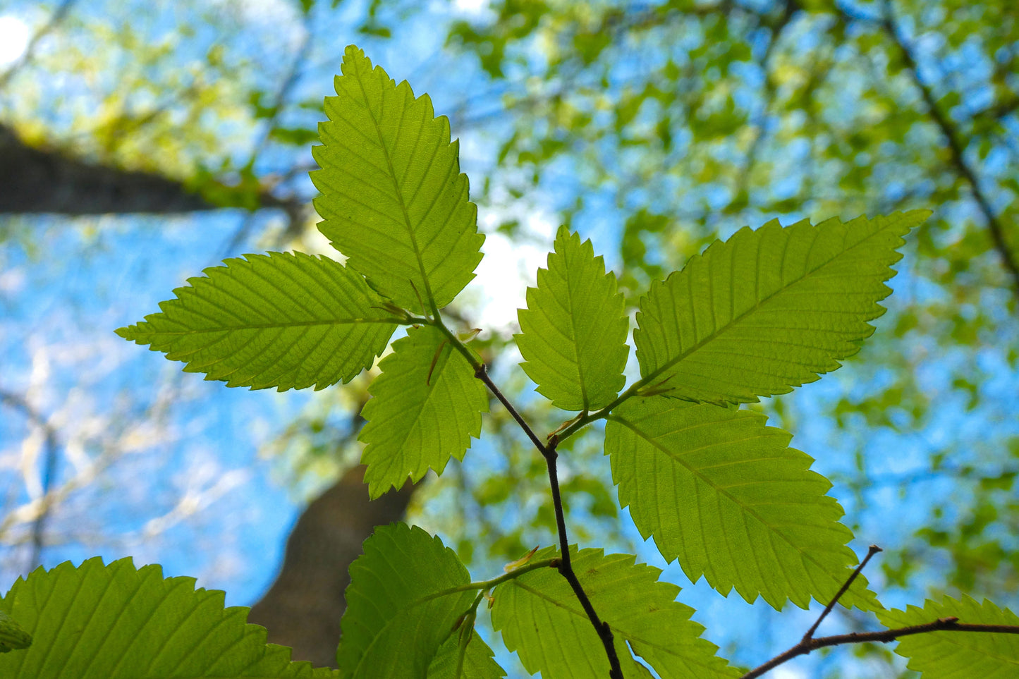 25 White AMERICAN ELM tree Ulmus Americana RED Flower Seeds