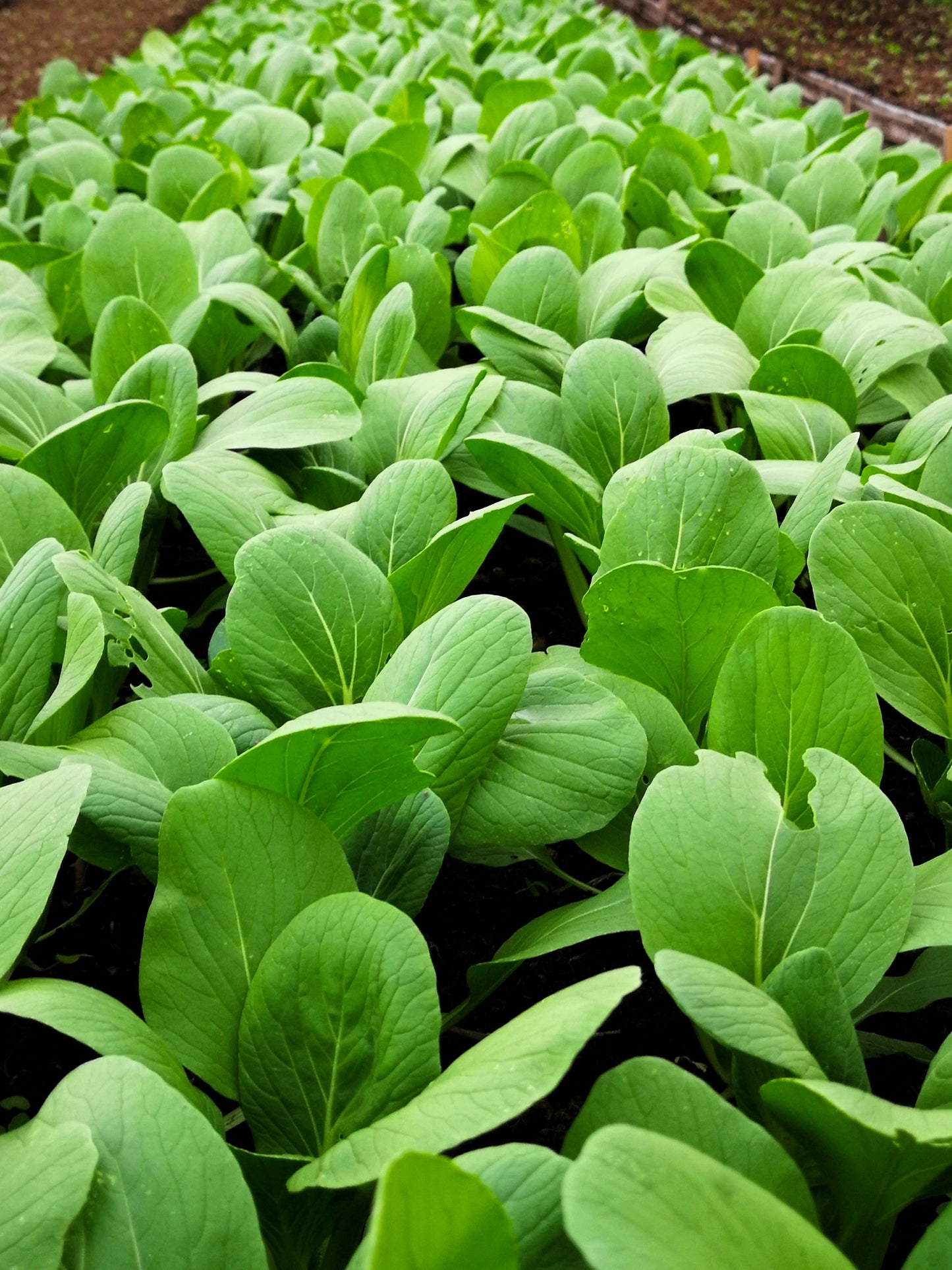 1500 SPINACH MUSTARD TENDERGREEN Komatsuna Greens Brassica Rapa Vegetable Seeds