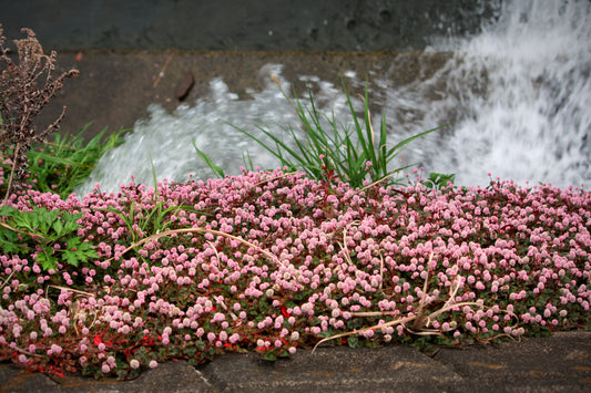 20 PUNCHING BALLS Pink Buttons Persicaria Capitata Polygonum Flower Seeds