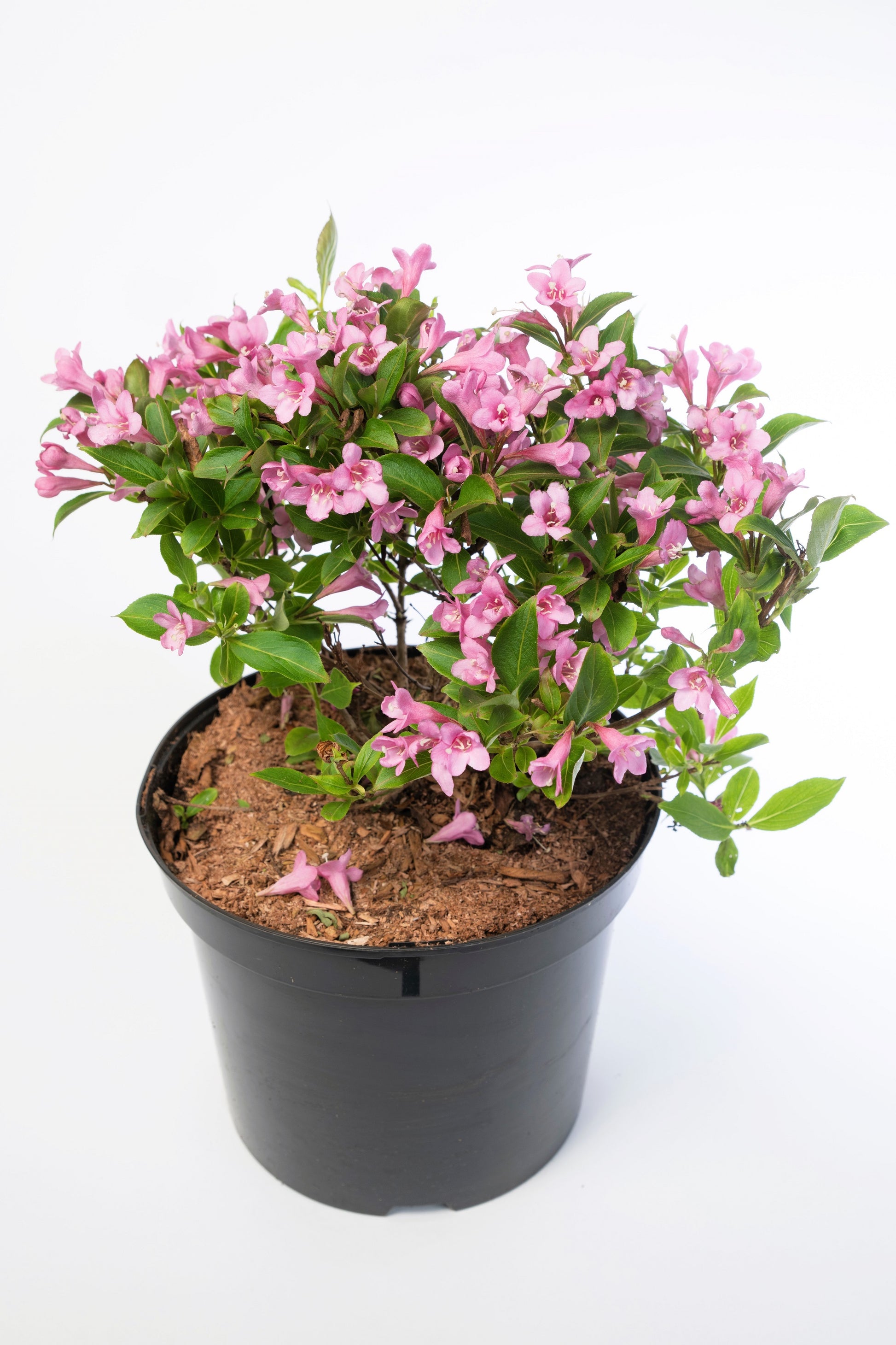 flower seeds for florida 50 OLD FASHIONED WEIGELA Florida Bush Shrub Flower Seeds – Seedville USA