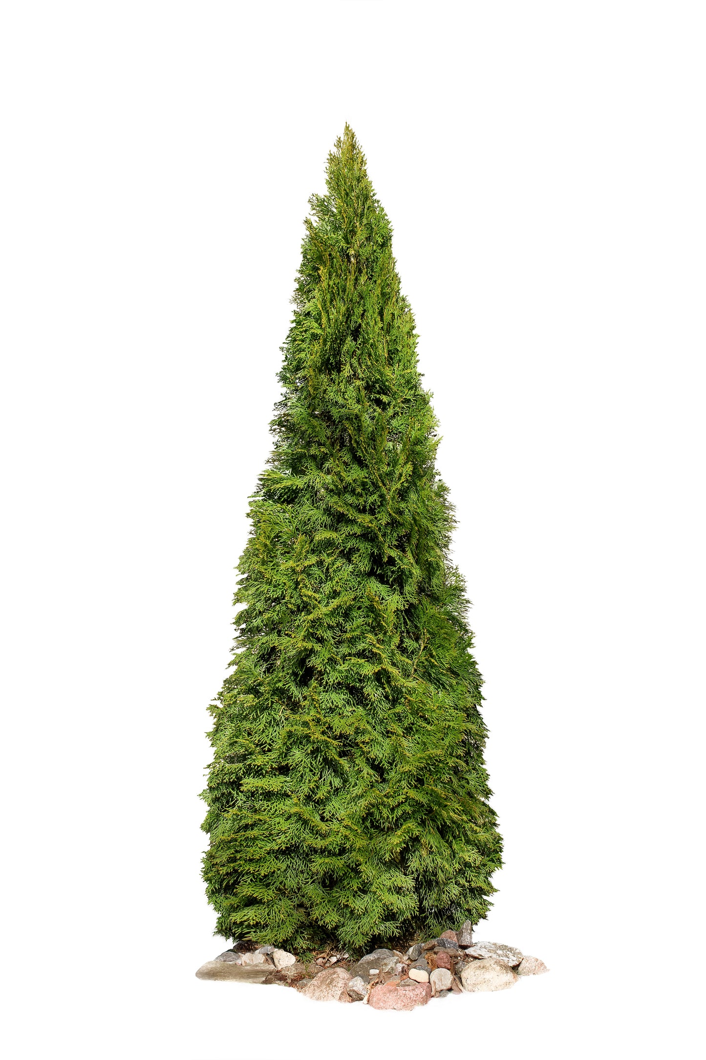 25 THUJA TREE Cedar Thuja Occidentalis Conifer Seeds