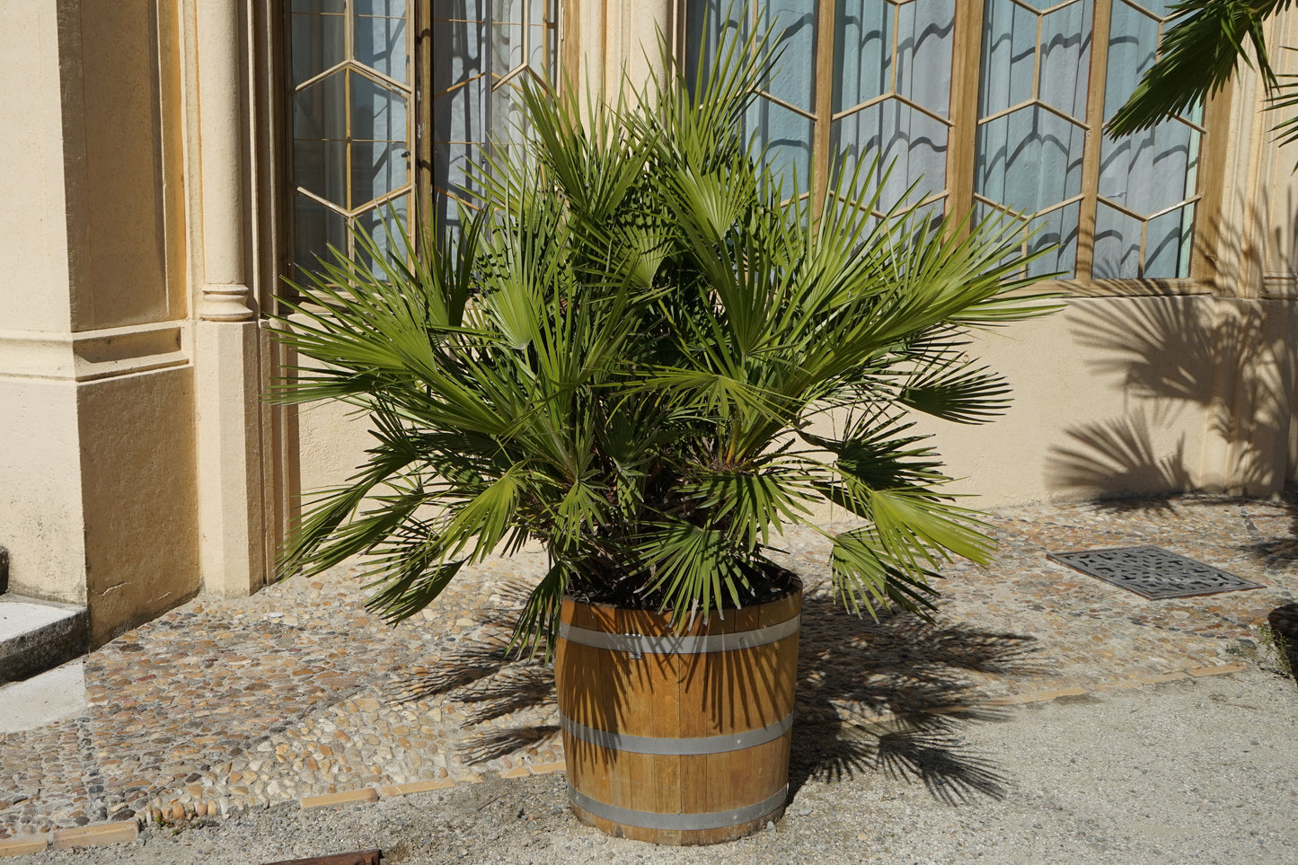 5 MEDITERRANEAN FAN PALM European Dwarf Tree Shrub Chamaerops Humilis Seeds