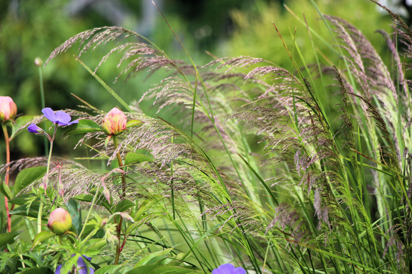 200 TUFTED HAIRGRASS Tussock Grass Deschampsia Cespitosa Moist Ornamental Native Seeds