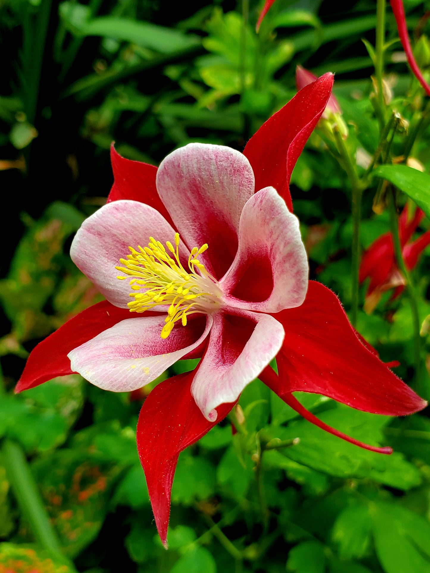 25 CRIMSON STAR COLUMBINE Red & White McKana's Giant Aquilegia Flower Seeds