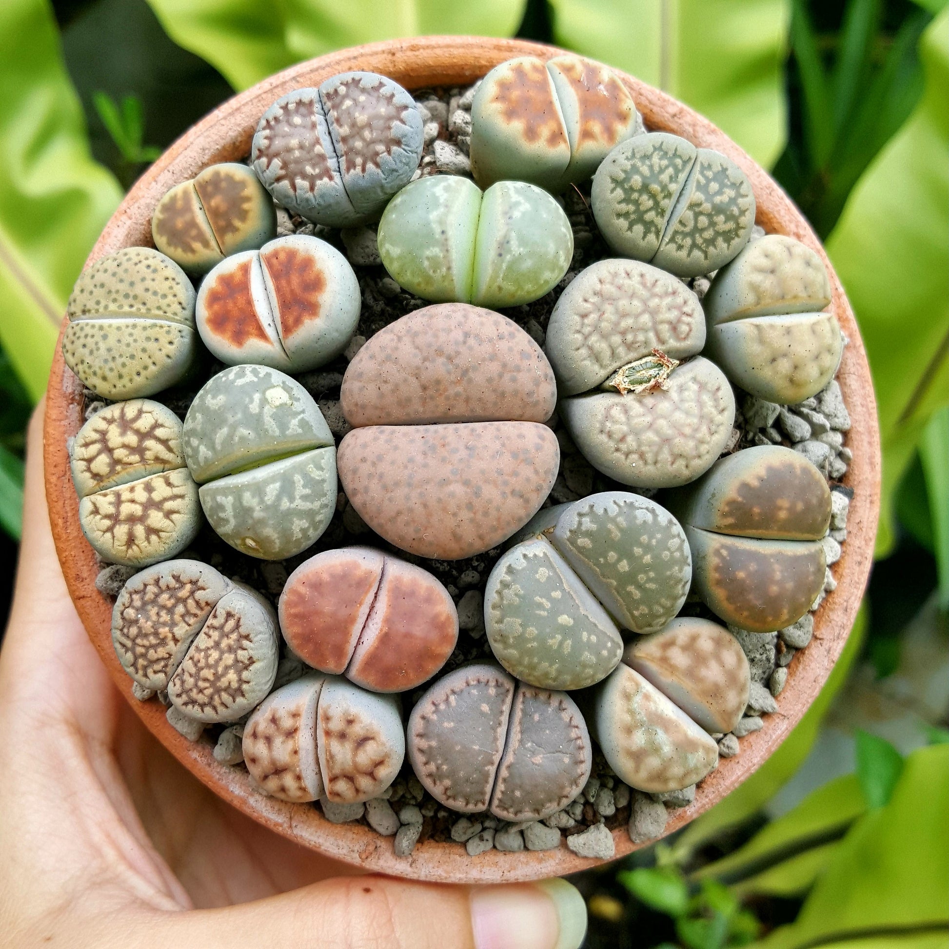 lithops succulents seeds 10 LIVING STONE / LITHOPS Mixed Colors Pebble Houseplant Flower Seeds