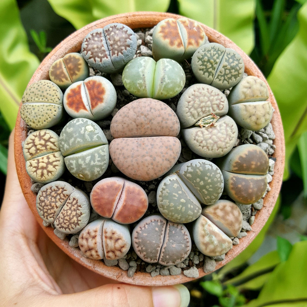 10 LIVING STONE / LITHOPS Mixed Colors Pebble Houseplant Flower Seeds ...