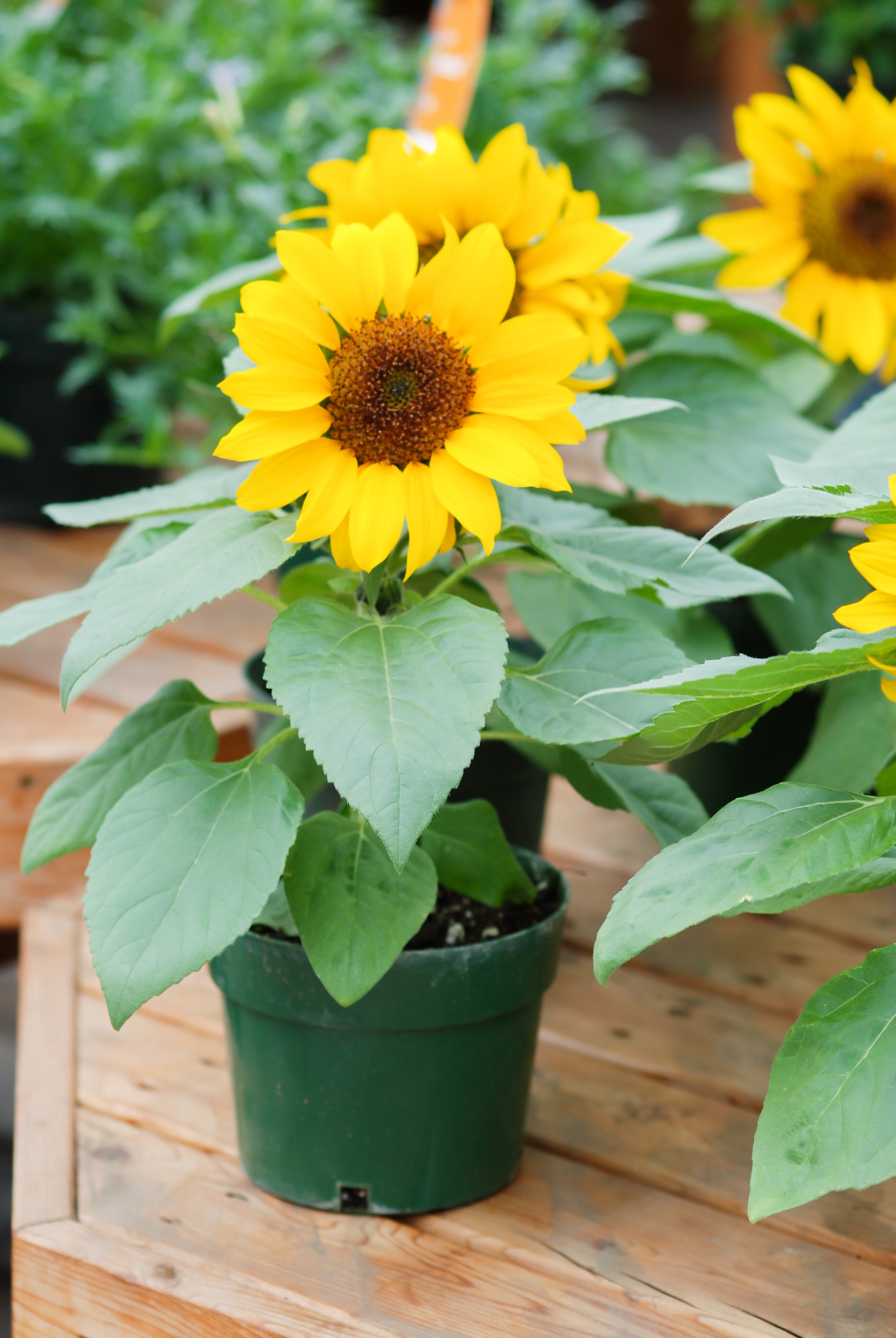 Seedville Sunflower - Thumbnail 5