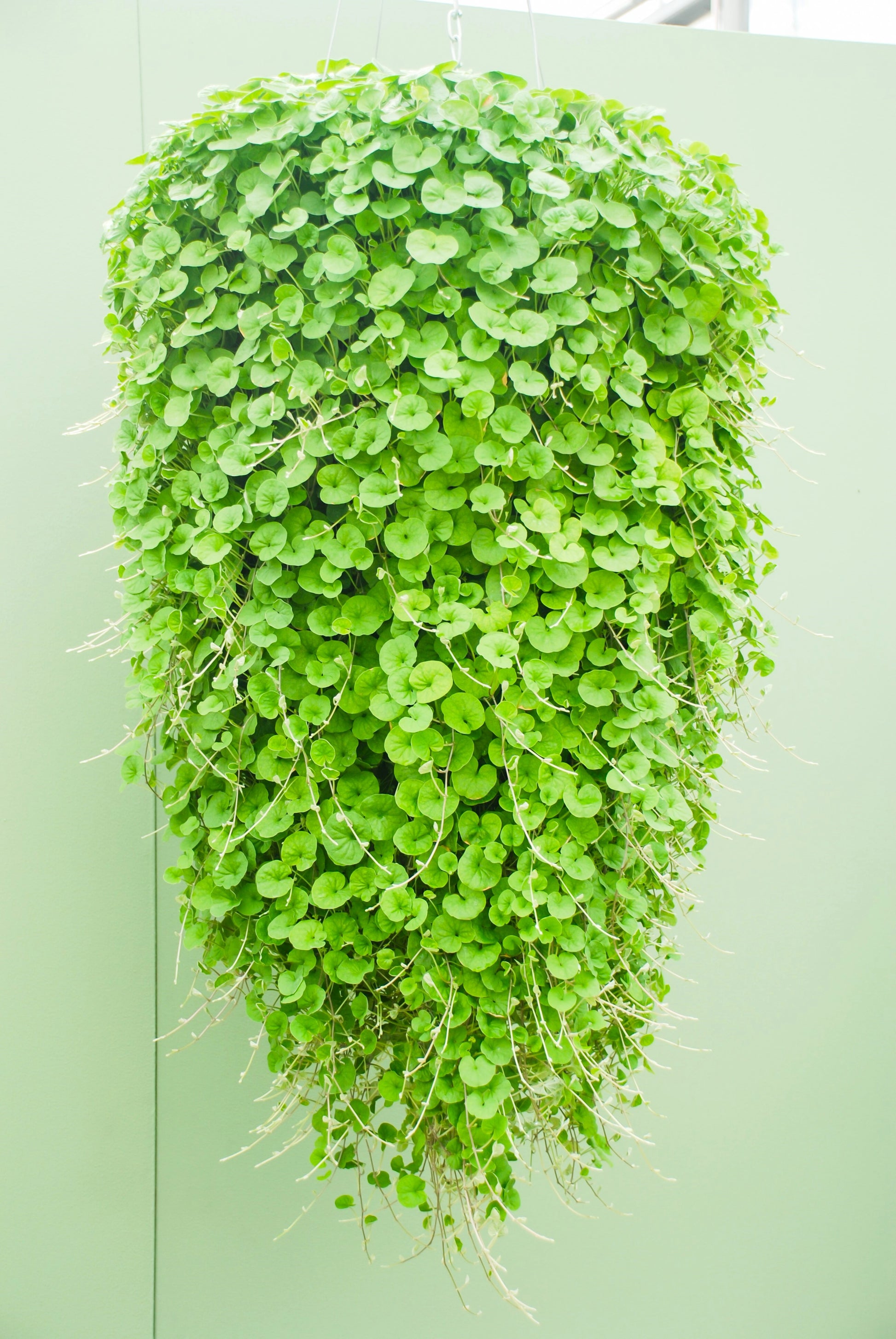 dichondra indoor plant 1000 DICHONDRA Repens aka Lawn Leaf Flower Evergreen Ground Cover Seed – Seedville USA