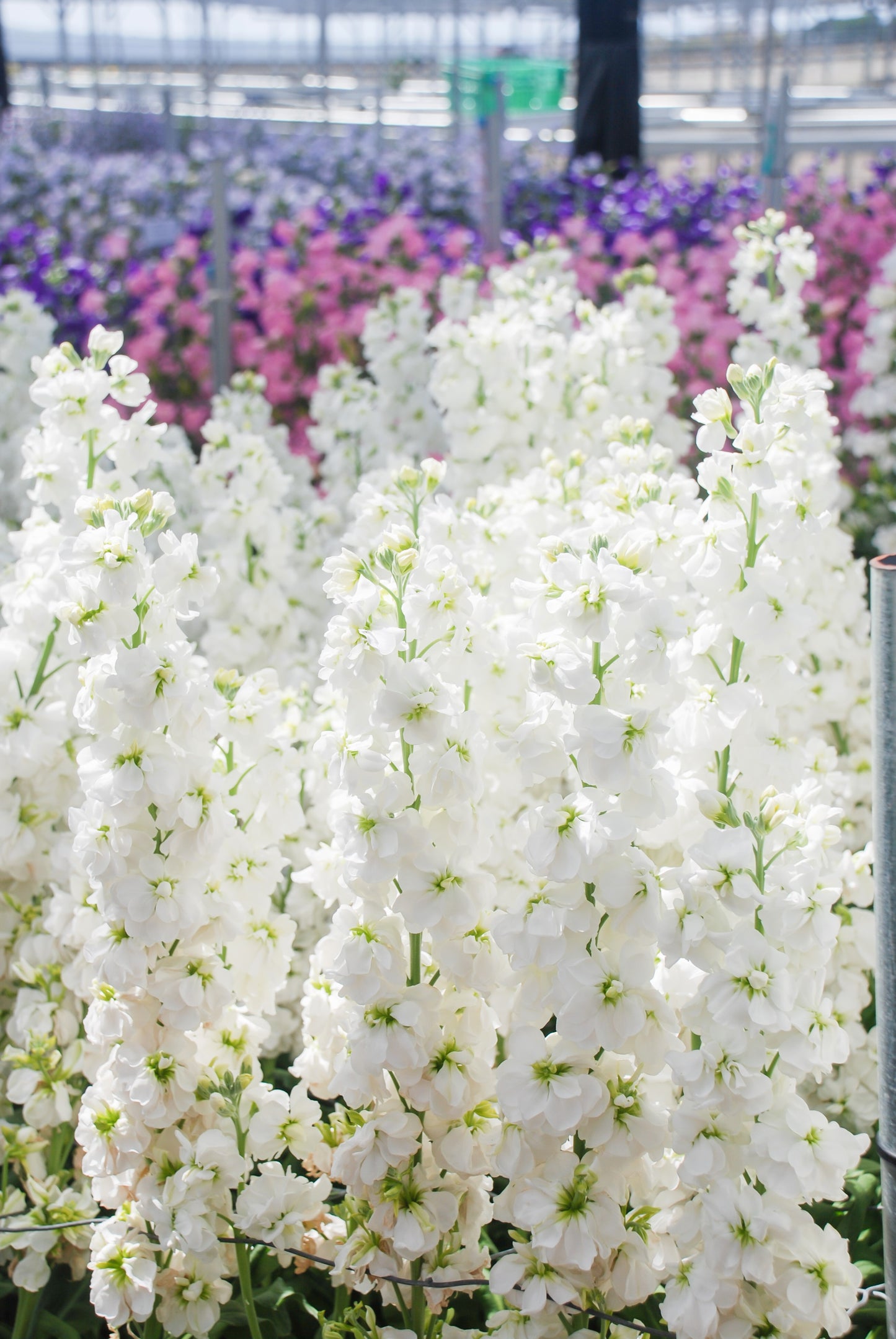 50 MIXED COLORS STOCK Matthiola Incana Ten-Week Gillyflower Blue White Pink Red Purple Seeds