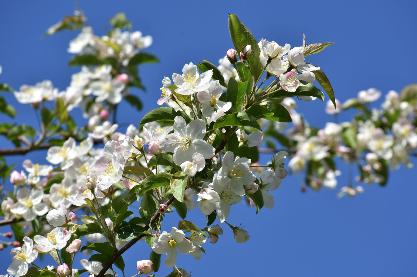 30 Sargent CRAB APPLE Shrub Hummingbird Flower White Red Malus Sargentii Seeds