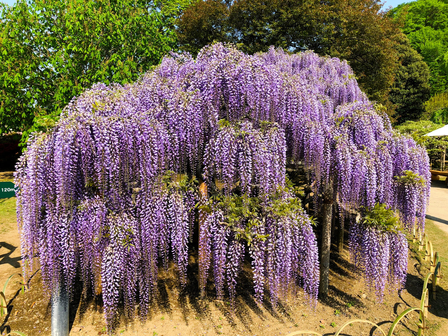 purple wisteria flower seeds 5 JAPANESE WISTERIA Floribunda Flower Purple Ornamental Vine Climber S – Seedville USA
