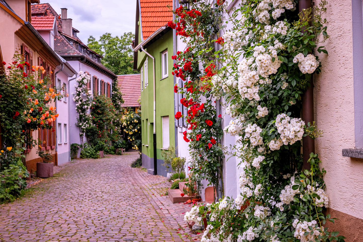 5 RED CLIMBING ROSE Rosa Bush Vine Climber Fragrant Butterfly Flower Seeds