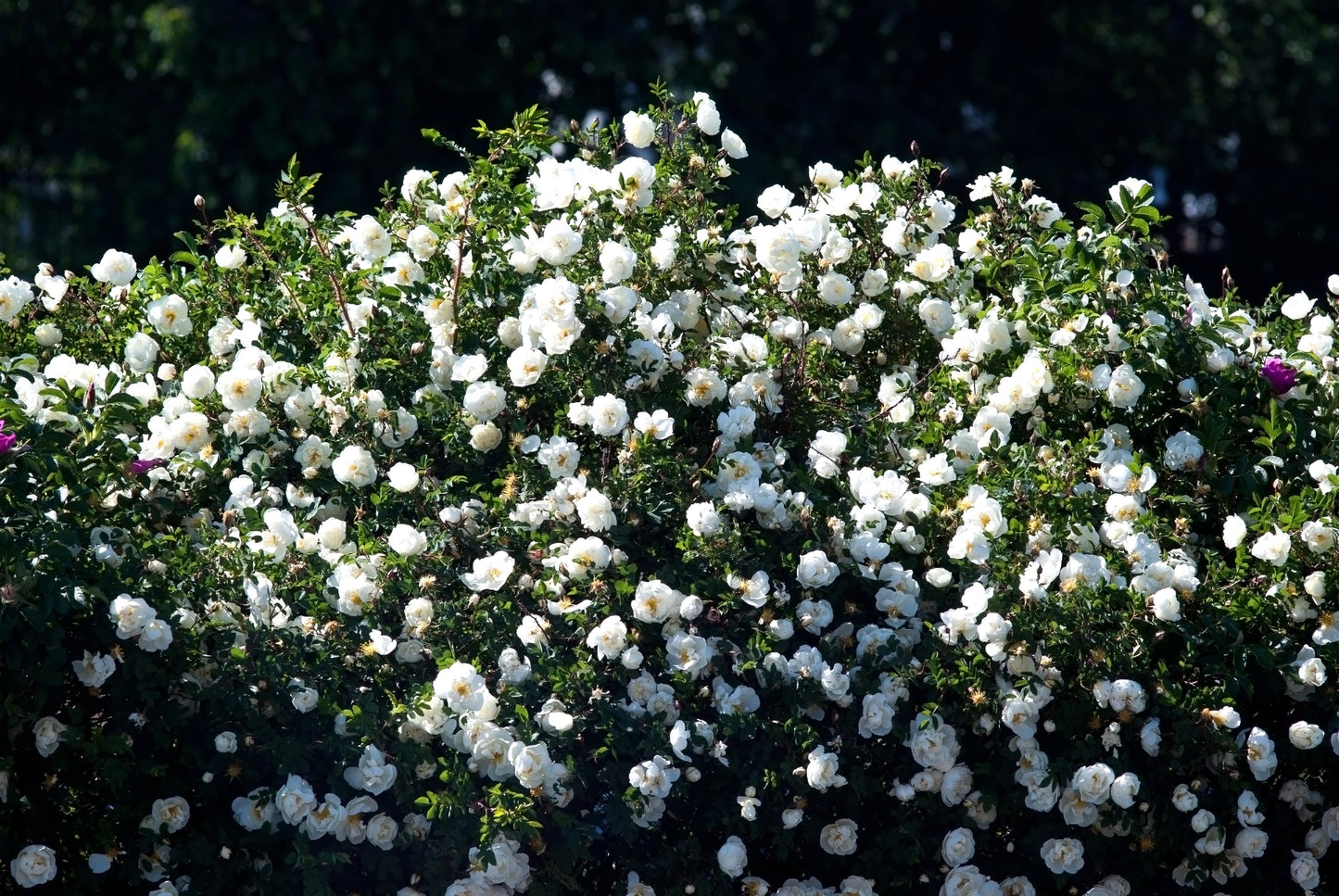 5 WHITE ROSE Rosa Bush Shrub Perennial Flower Seeds