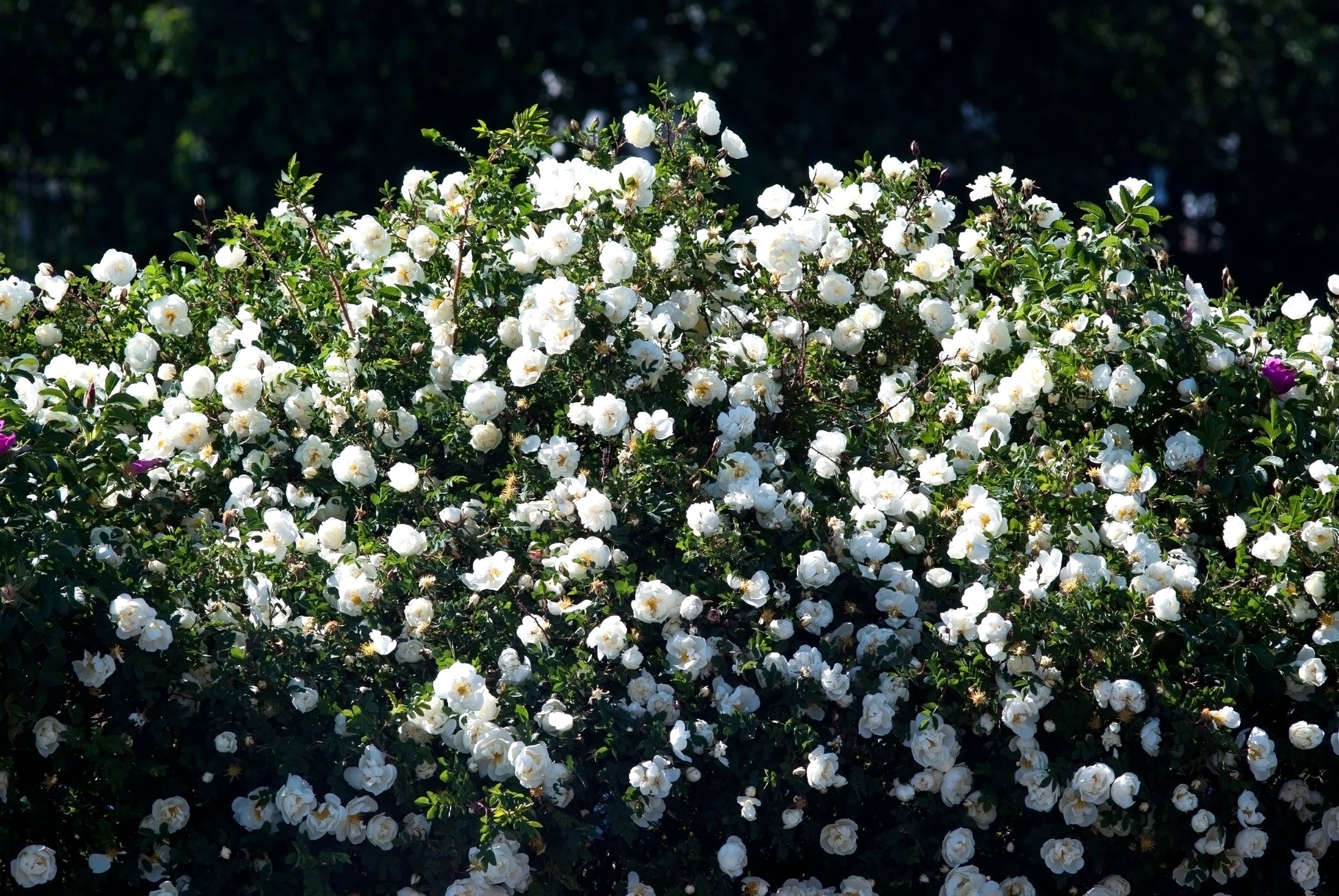 5 WHITE ROSE Rosa Bush Shrub Perennial Flower Seeds – Seedville USA