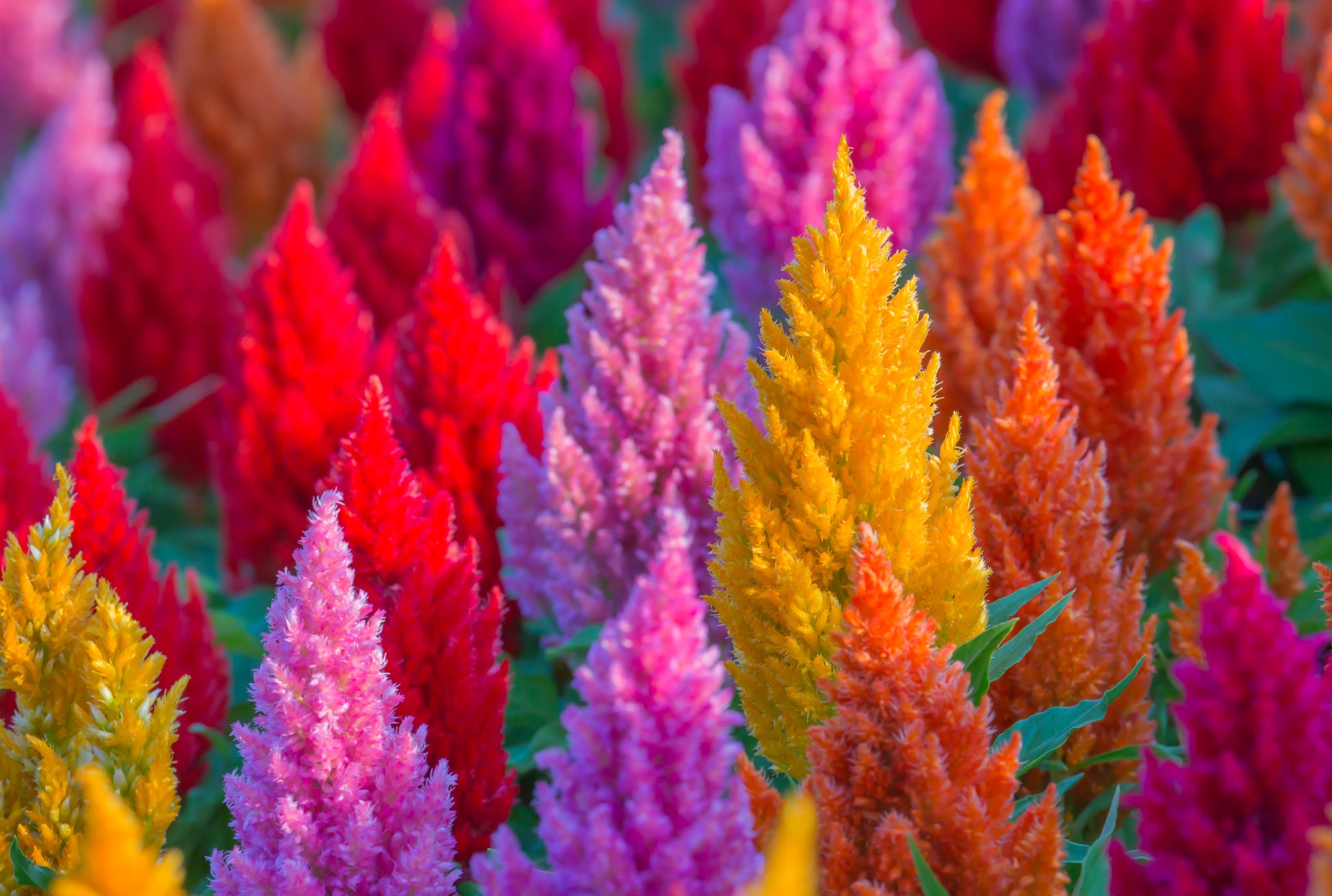 cockscomb flower seeds 150 Mixed PAMPAS PLUMES COCKSCOMB Celosia Plumosa Flower Seeds – Seedville USA