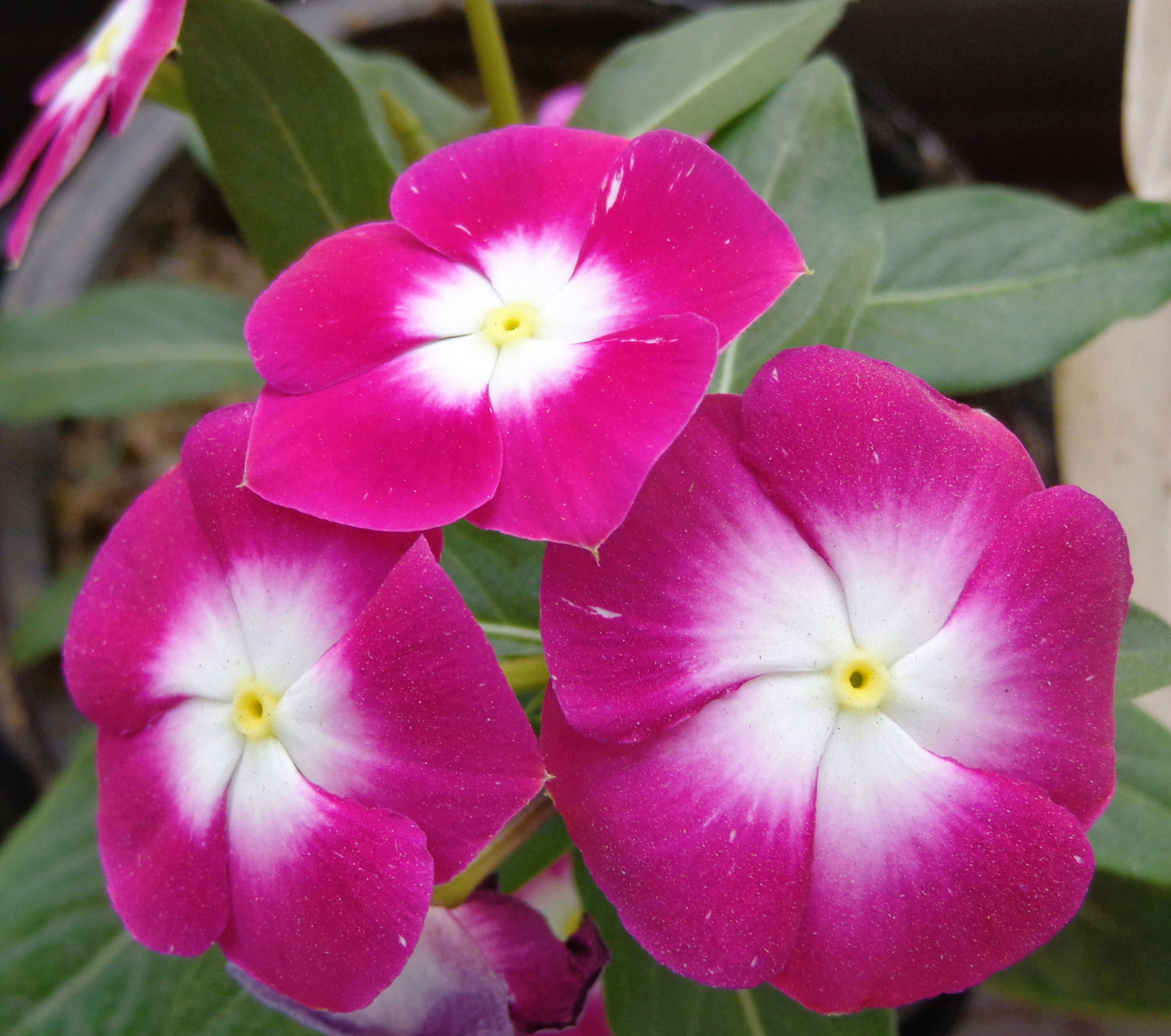 100 Pink DWARF ROSE PERIWINKLE / Vinca Rosea Flower Seeds