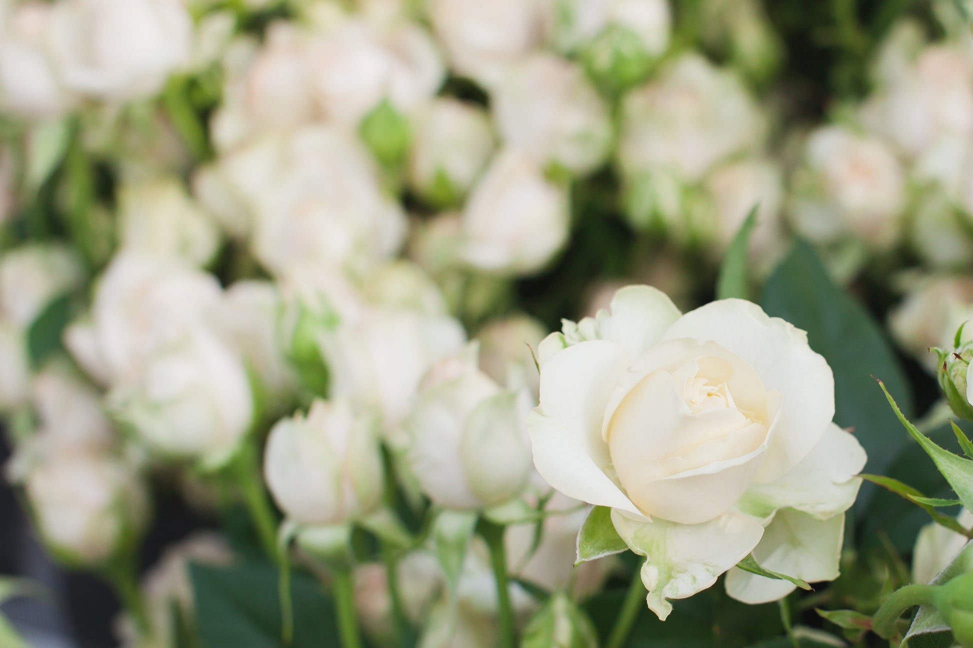 black and white rose seeds 5 WHITE ROSE Rosa Bush Shrub Perennial Flower Seeds – Seedville USA