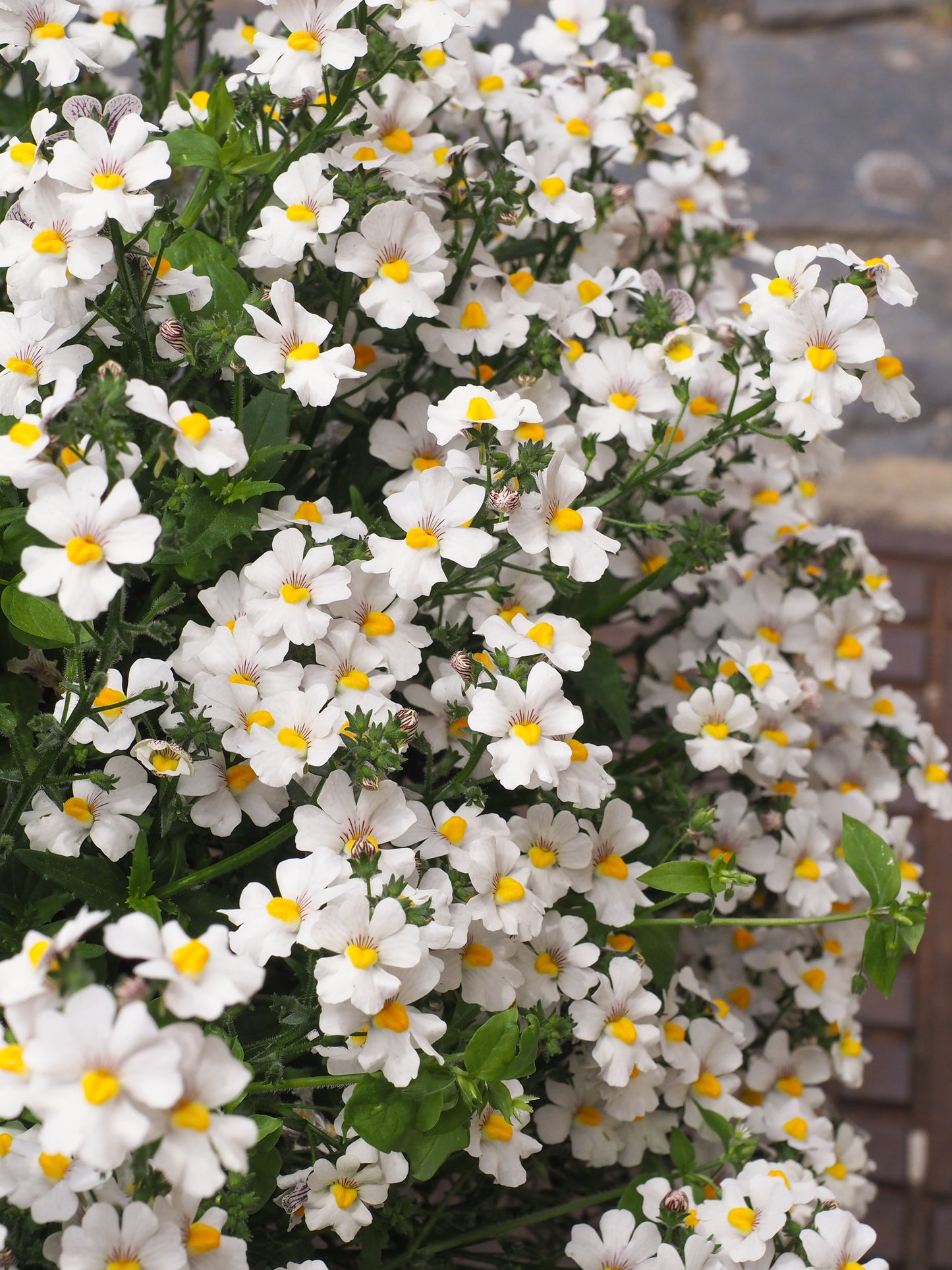 50 WHITE KNIGHT NEMESIA Strumosa Flower Seeds