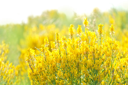 3000 YELLOW SWEET CLOVER Melilotus Officinalis Flower Seeds