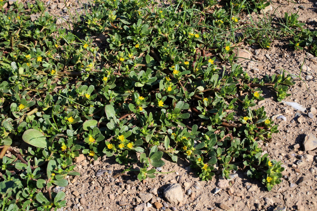 Vegetable Seeds – Page 2 – Seedville USA