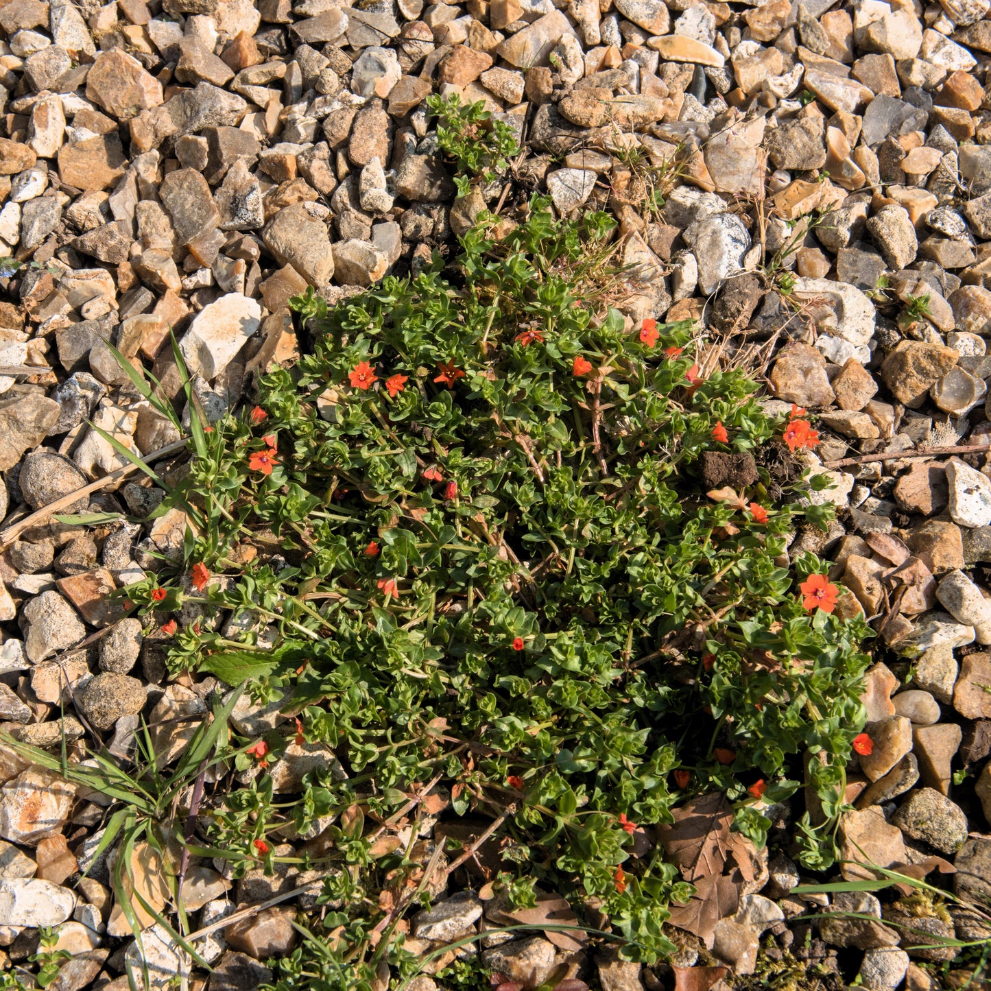 100 SCARLET PIMPERNEL (Adders Eyes) Anagallis Arvensis Flower Seeds