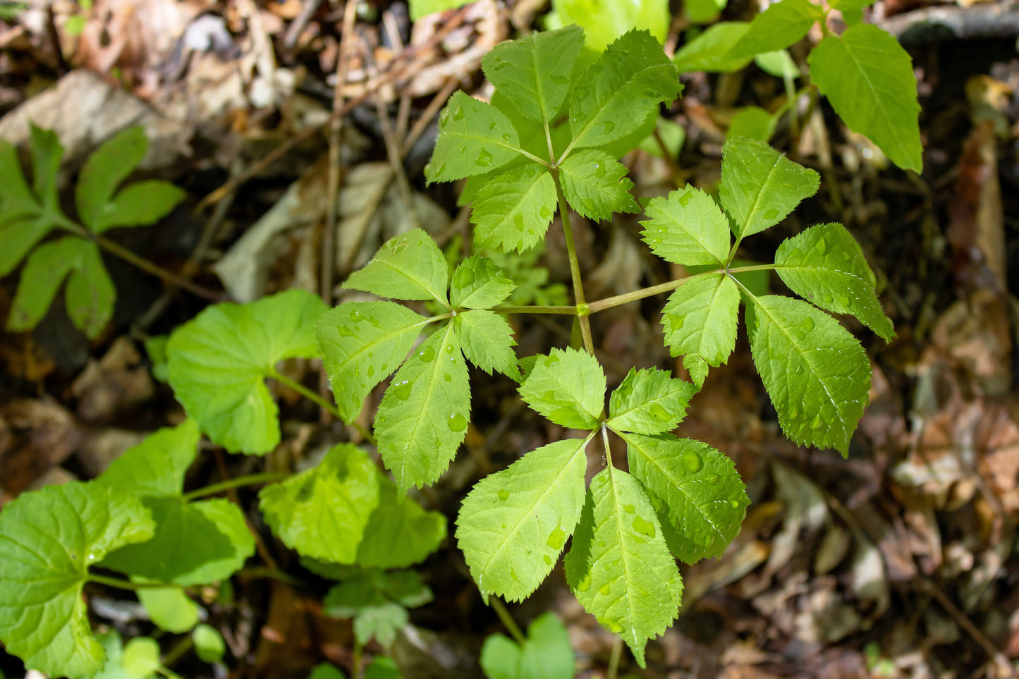 25 AMERICAN GINSENG Panax Quinquefolius Shade Herb Seeds