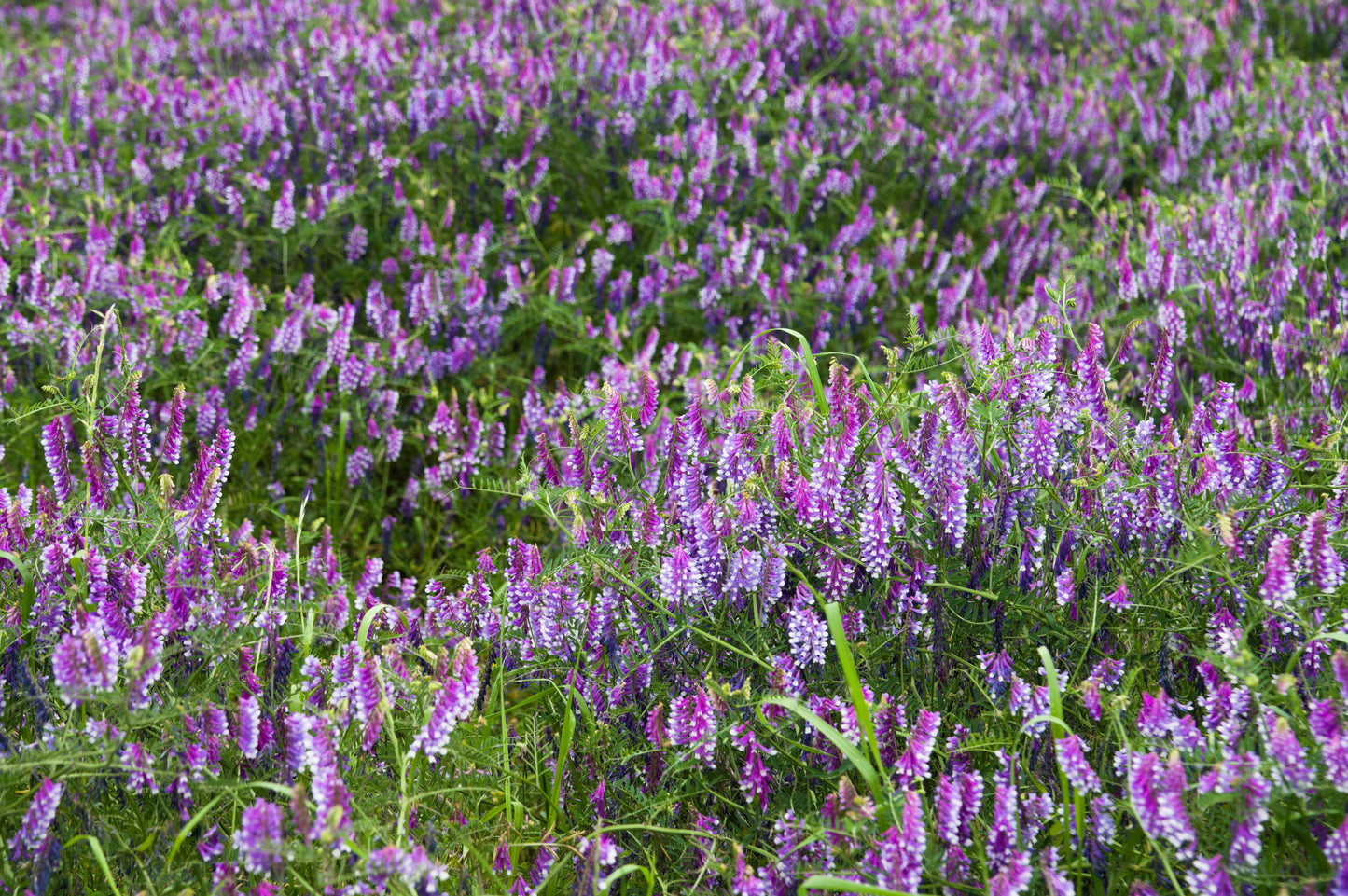 100 HAIRY CROWN VETCH (Russian Vetch) Vicia Villosa Flower Vine Seeds