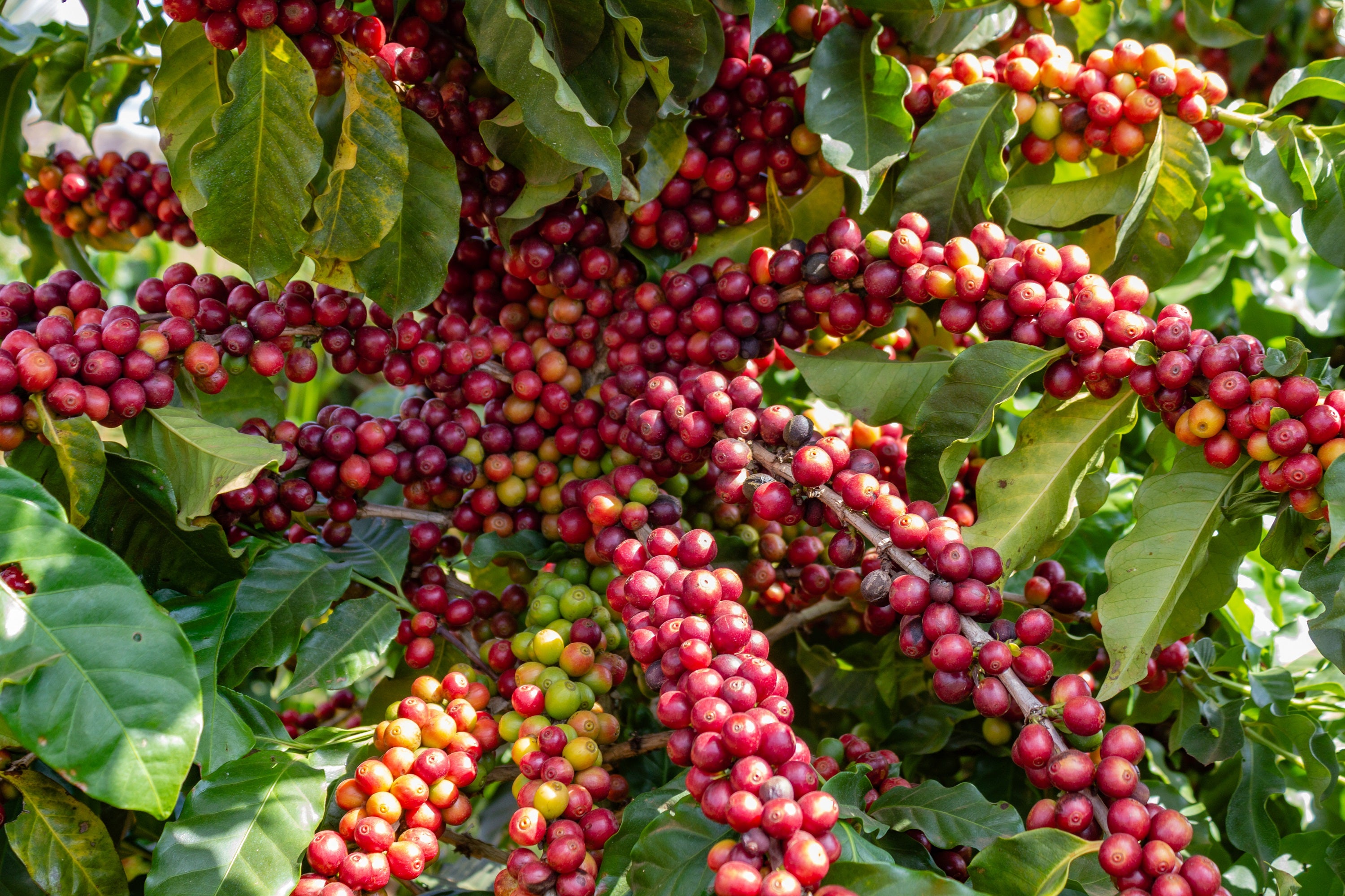 Seedville Arabica Coffee Seeds - Thumbnail 2