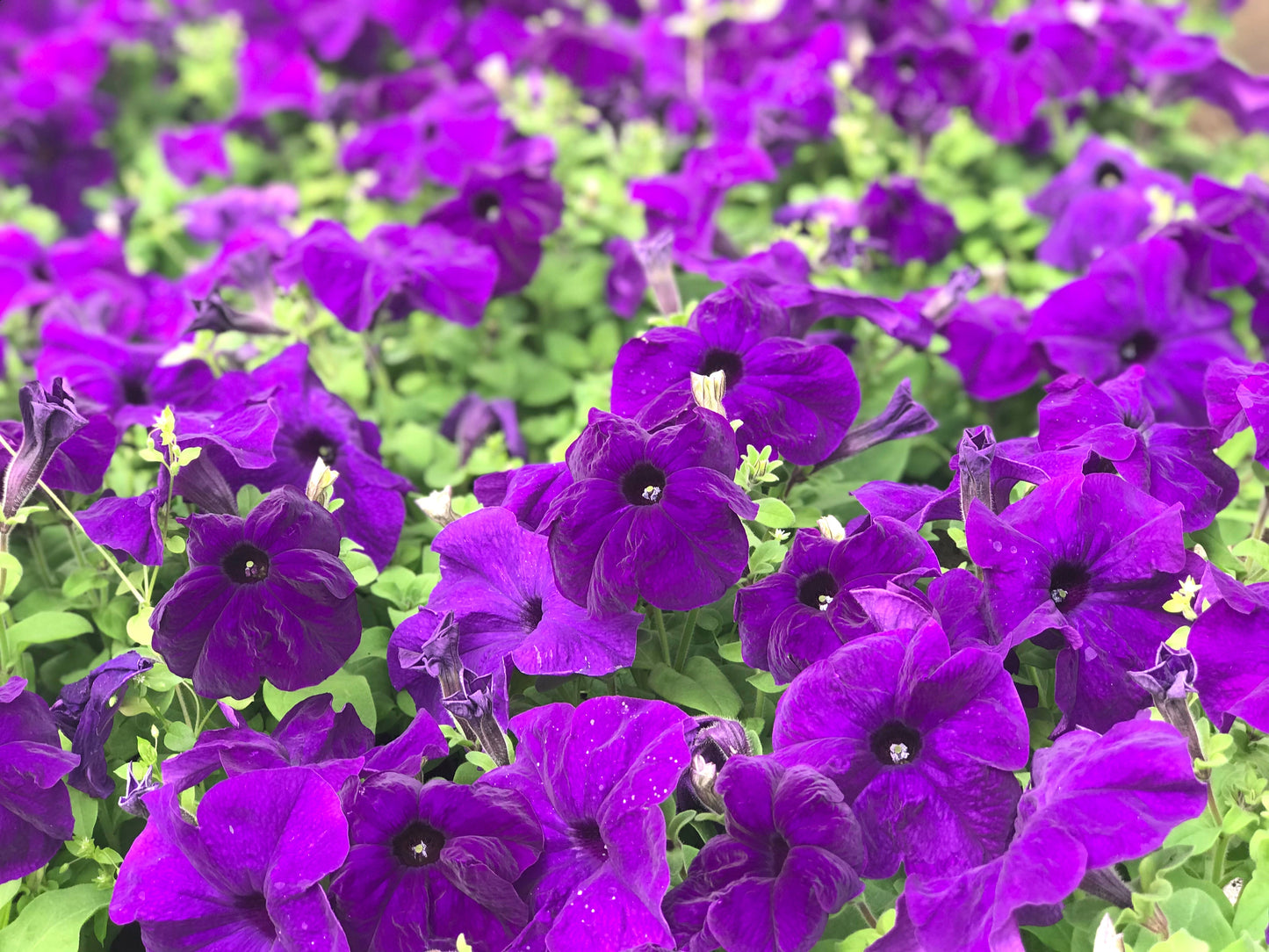 100 PURPLE PETUNIA Hybrida Pollinator Garden Container Flower Seeds