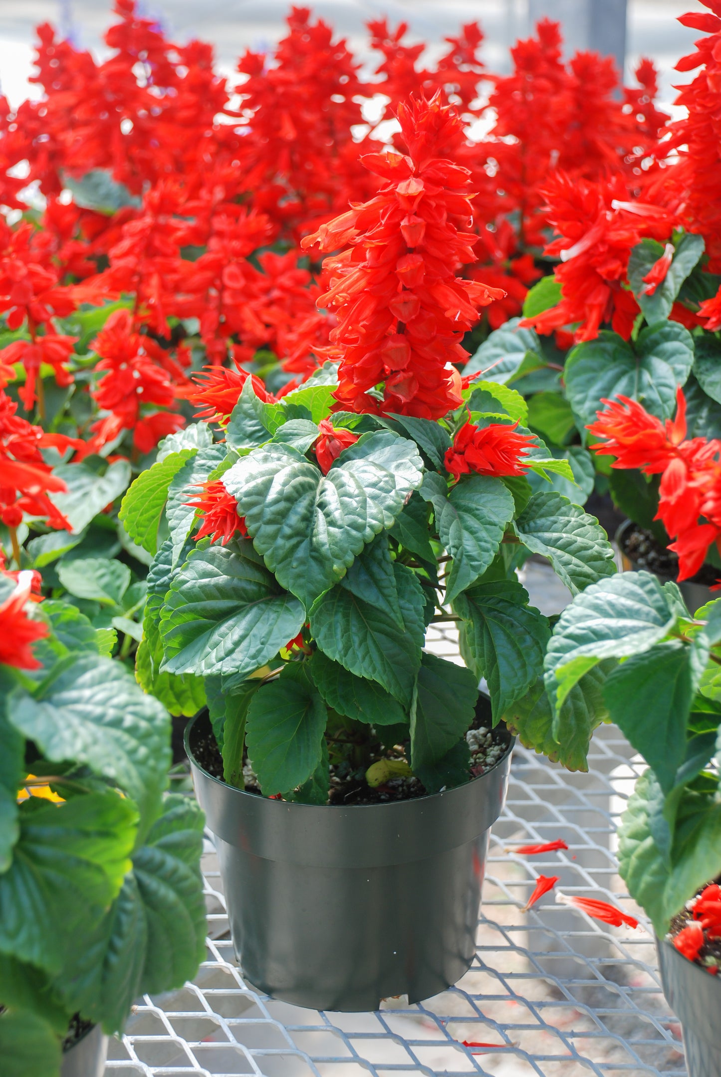 50 RED SALVIA Splendens St. John's Fire Scarlet Sage Flower Seeds