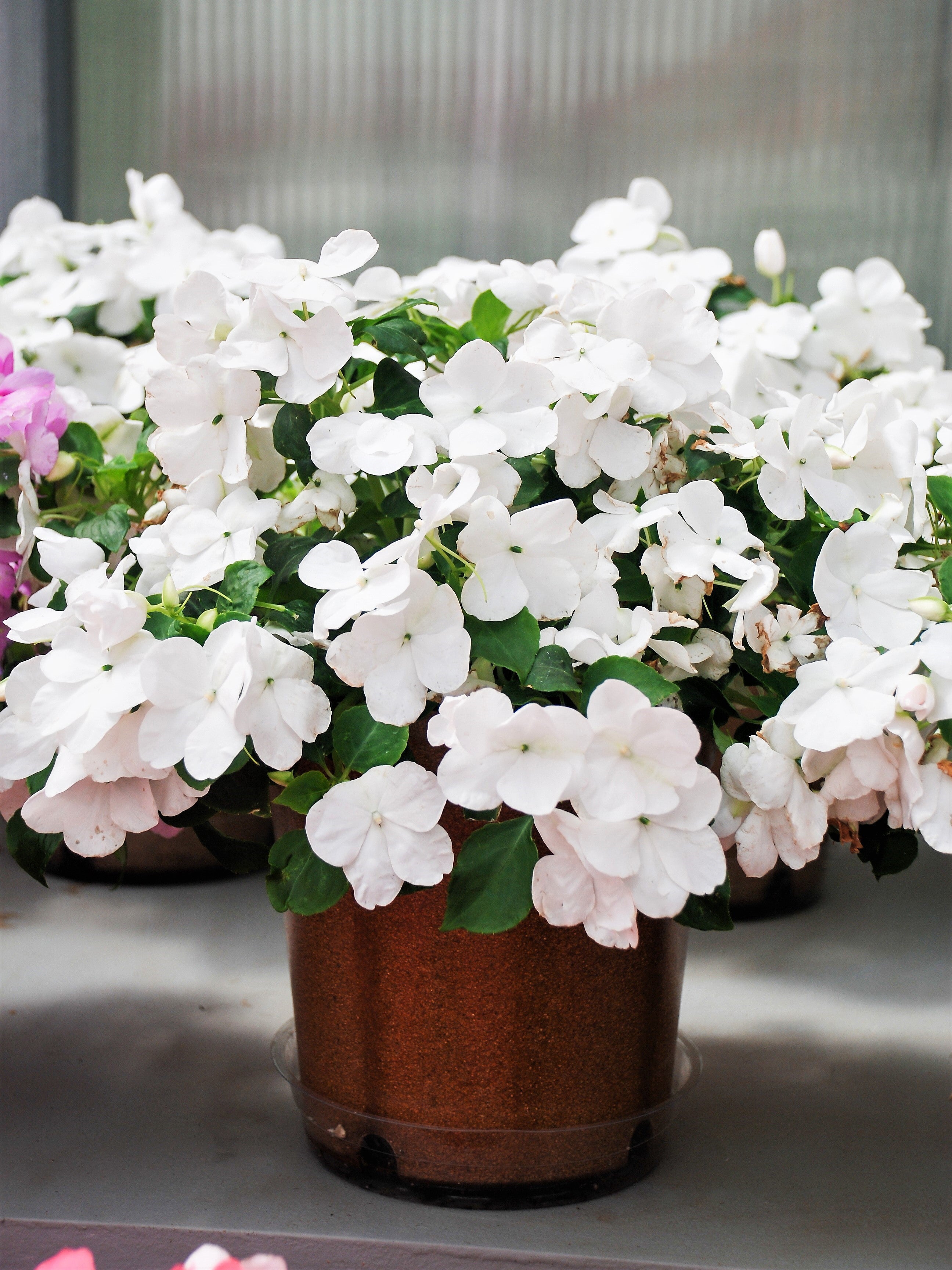 Seedville Impatiens - Thumbnail 4