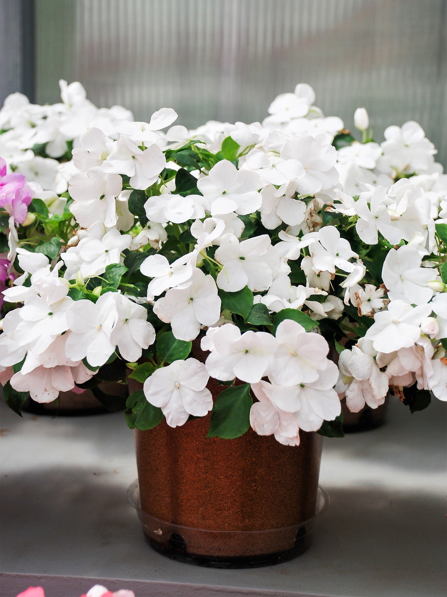 50 DWARF WHITE IMPATIENS Walleriana Part Sun or Full Shade Flower Seeds
