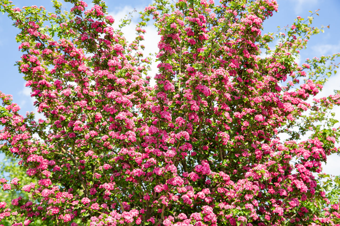 20 ENGLISH HAWTHORN TREE Edible Fruit Flower Mayflower Crataegus Laevigata Seeds