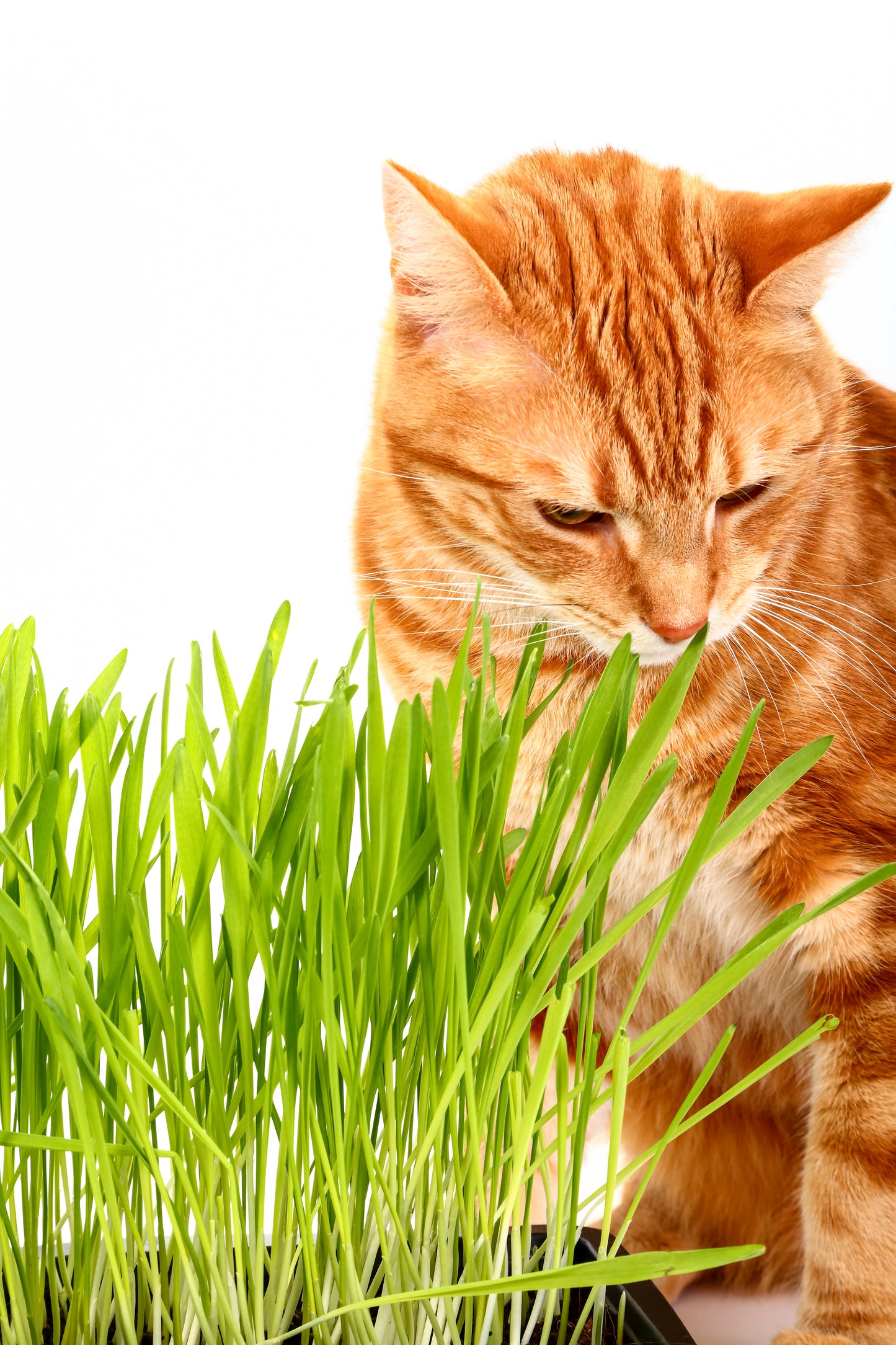 500 Organic CAT GRASS WHEAT Grass Pet Grass Wheatgrass Catgrass Triticum Aestivum Seeds