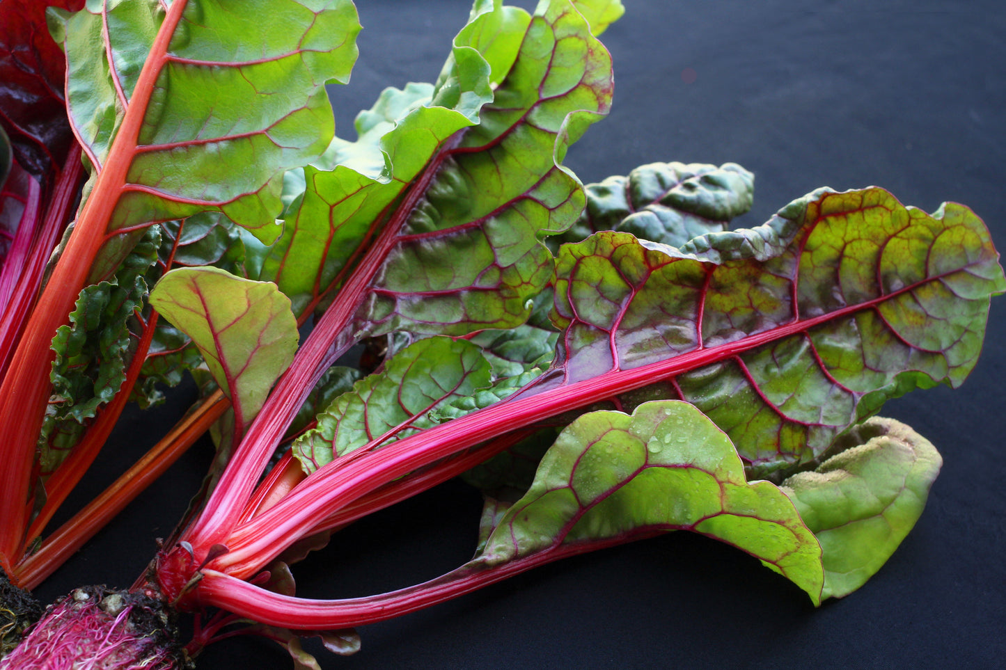 300 RHUBARB RED SWISS CHARD Perpetual Spinach Beta Vulgaris Vegetable Seeds