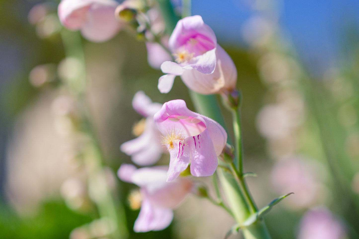 300 PALMERS PENSTEMON (Beardtongue / Balloon Flower) Penstemon Palmeri Flower Seeds