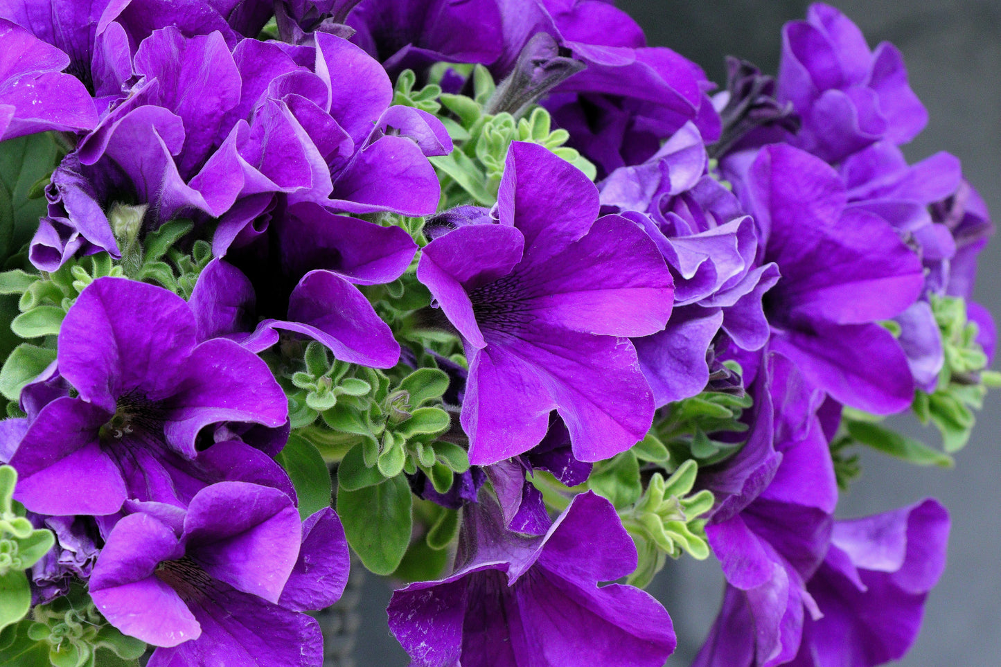 100 PURPLE PETUNIA Hybrida Pollinator Garden Container Flower Seeds