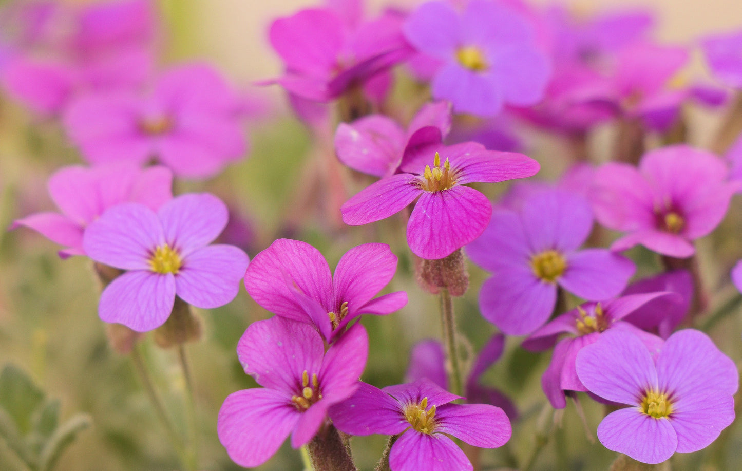 150 SPRING CHARM ROCKCRESS Rose Rock Cress Arabis Arendsii Flower Mix Seeds