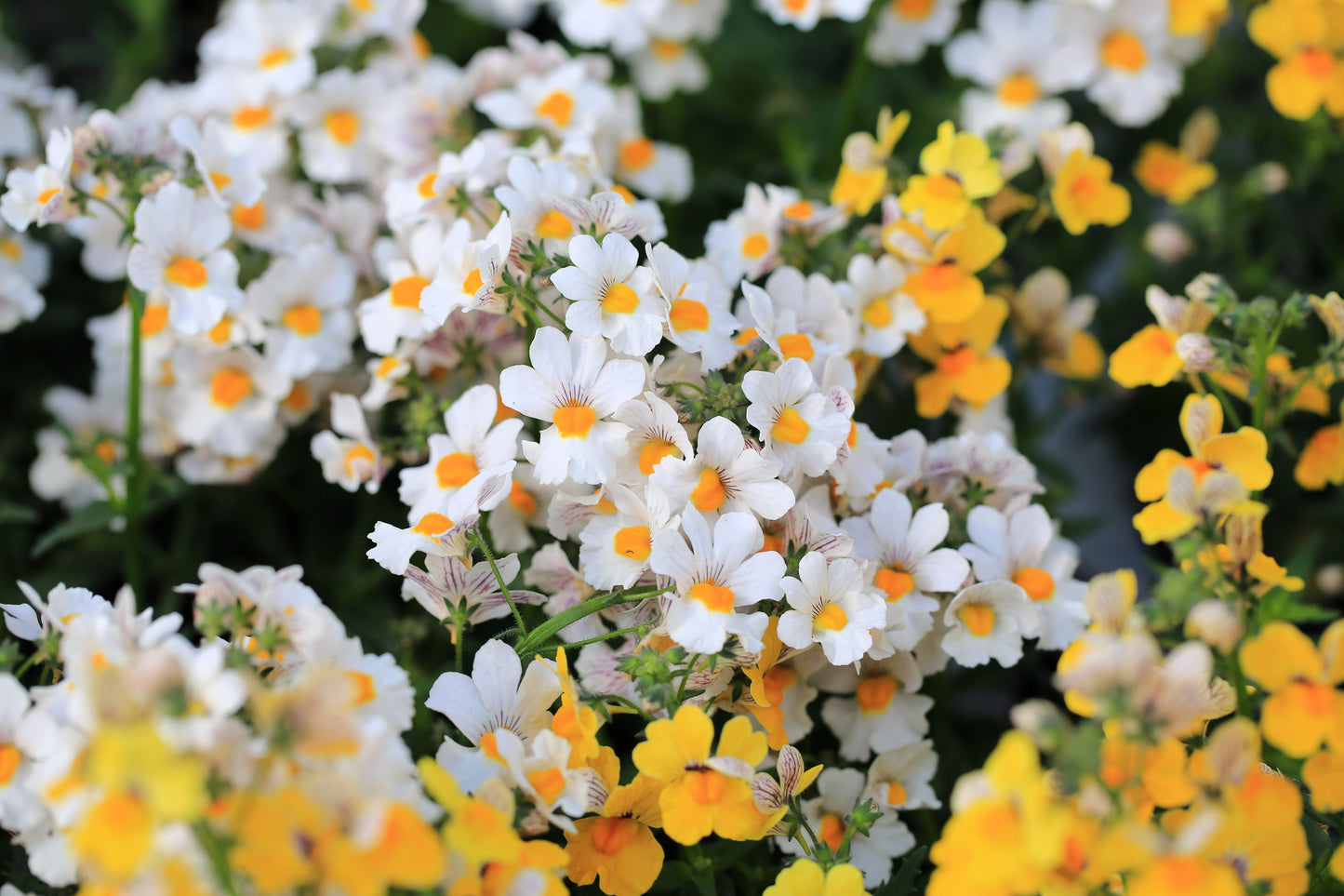 50 WHITE KNIGHT NEMESIA Strumosa Flower Seeds