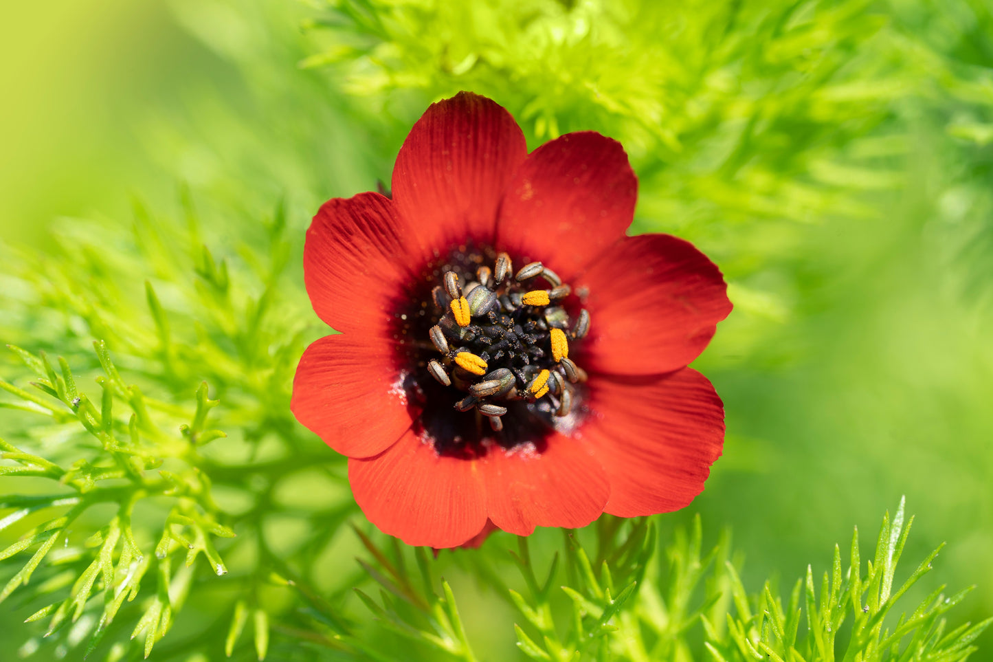 10 ADONIS PHEASANTS EYE Adonis Aestivalis Red & Black Flower Seeds