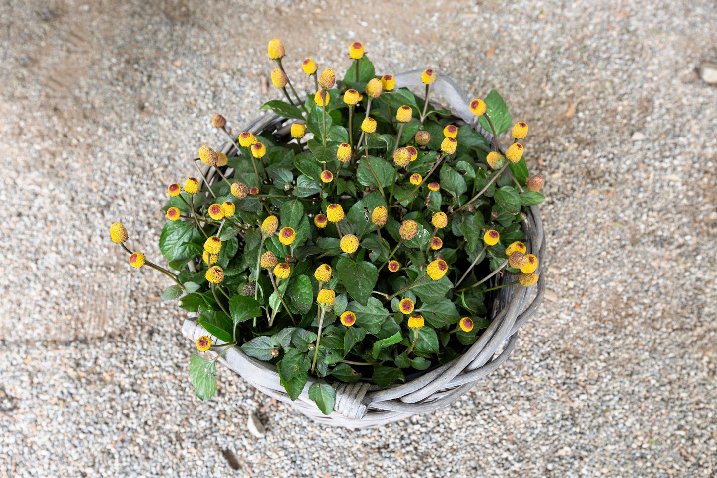 eyeball plant seeds 100 TOOTHACHE / EYEBALL PLANT Spilanthes Oleracea Red & Yellow Flower Herb Seeds