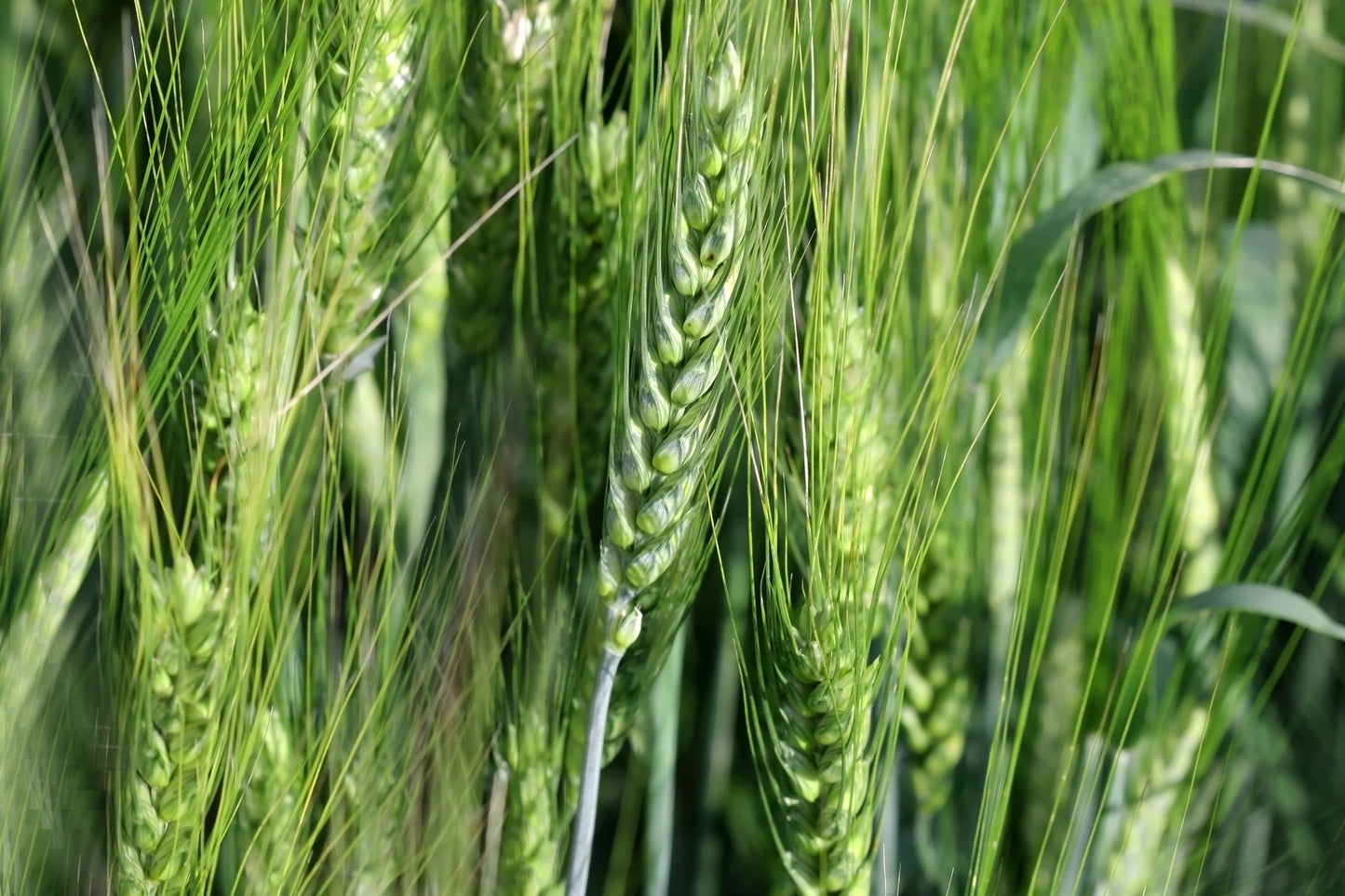 300 Wrens Abruzzi WINTER RYE Secale Cereale Grain Cover Crop Seeds