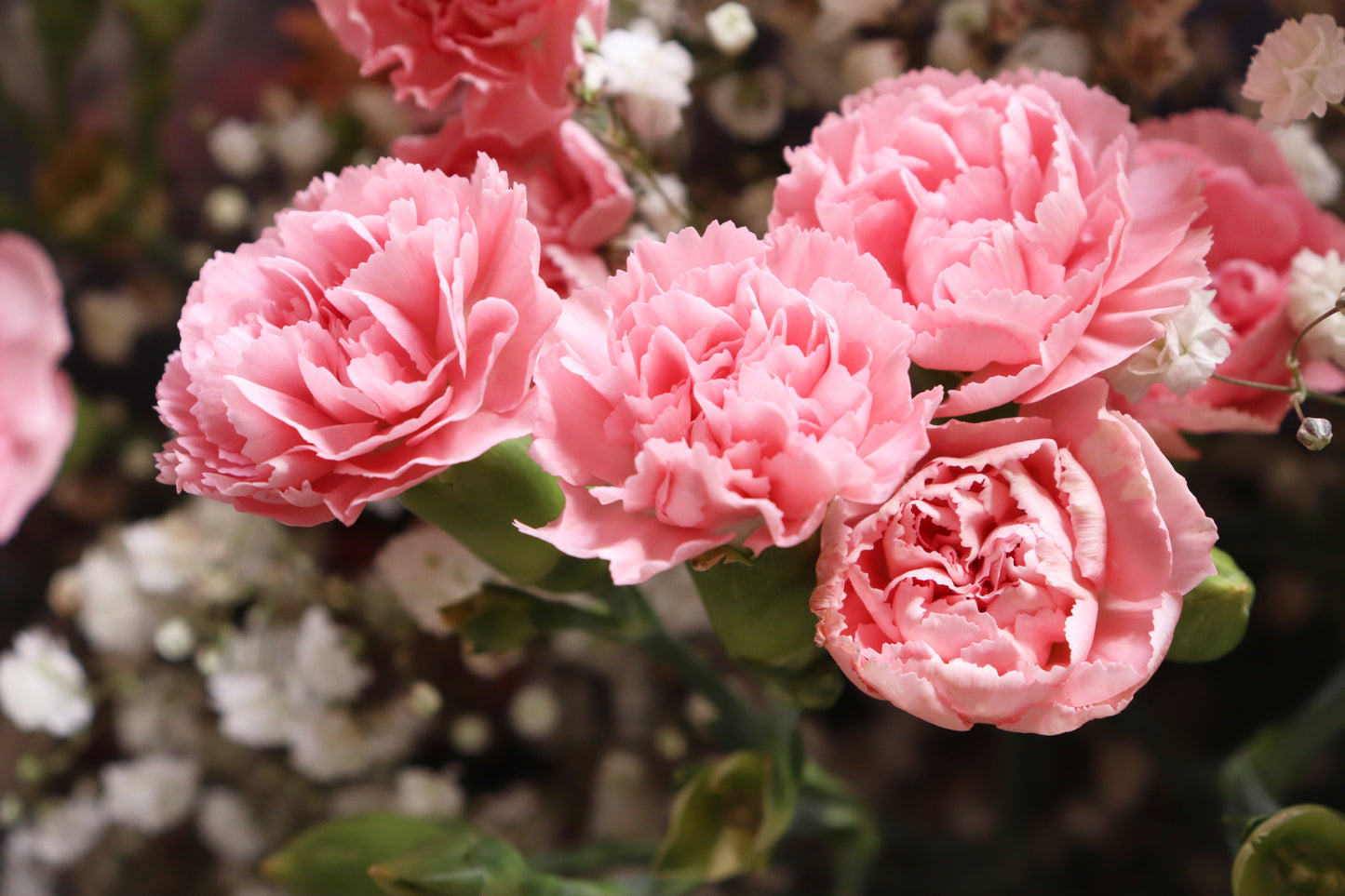 50 La France PINK CARNATION Dianthus Caryophyllus Chabaud Flower Seeds