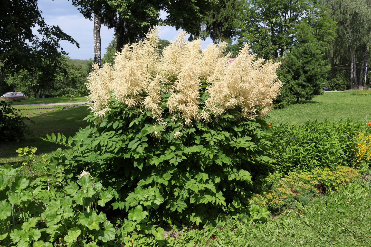 50 WHITE GOATS BEARD (like Astilbe) Aruncus Dioicus Flower Seeds