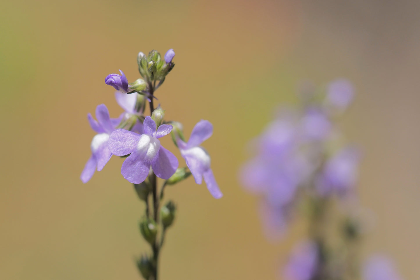 100 BLUE TOADFLAX Linaria Canadensis Antirrhinum Canadian Flower Seeds