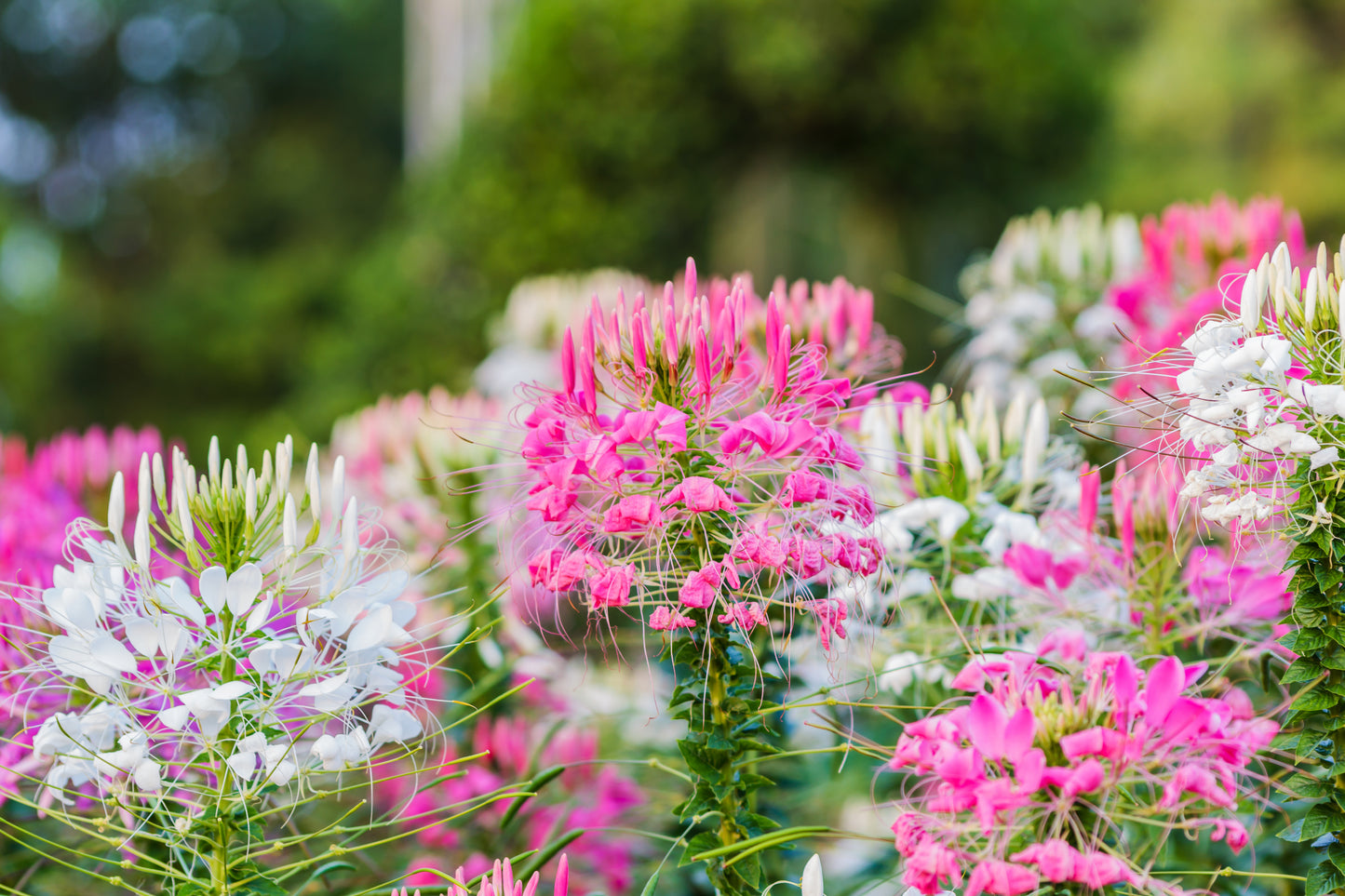 250 MIXED Colors QUEEN CLEOME (Spider Flower) Cleome Hassleriana Cleome Spinosa Flower Seeds