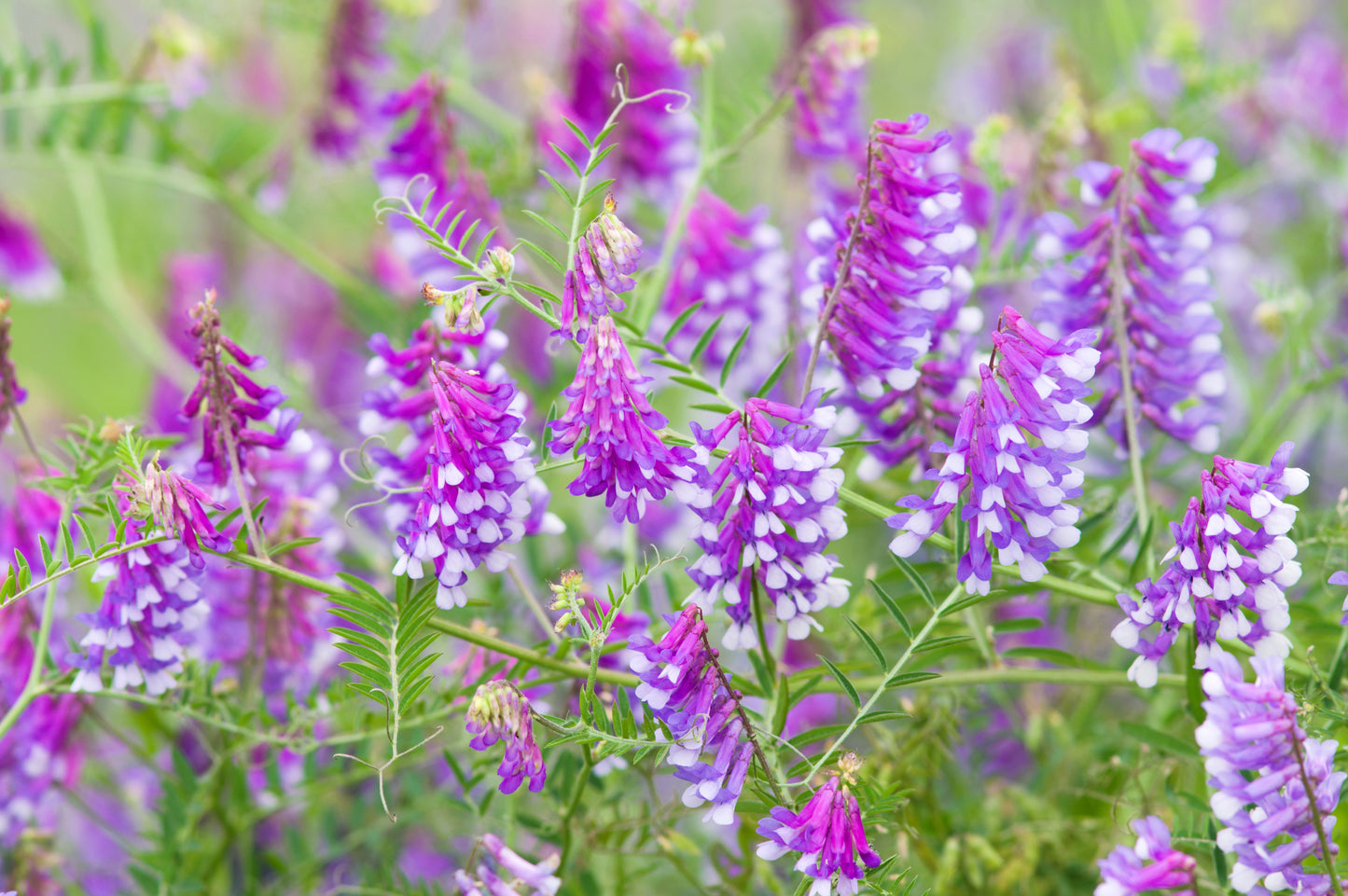 100 HAIRY CROWN VETCH (Russian Vetch) Vicia Villosa Flower Vine Seeds