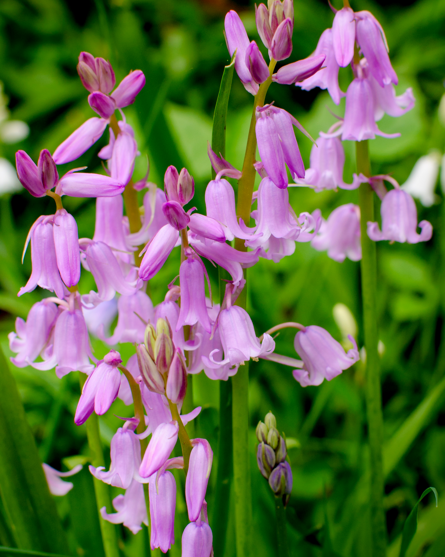 10 WOOD HYACINTH Mixed Colors English Woodland Spanish Bluebell Scilla Campanulata Hyacinthoides Hispanica Pink Purple White Flower Seeds